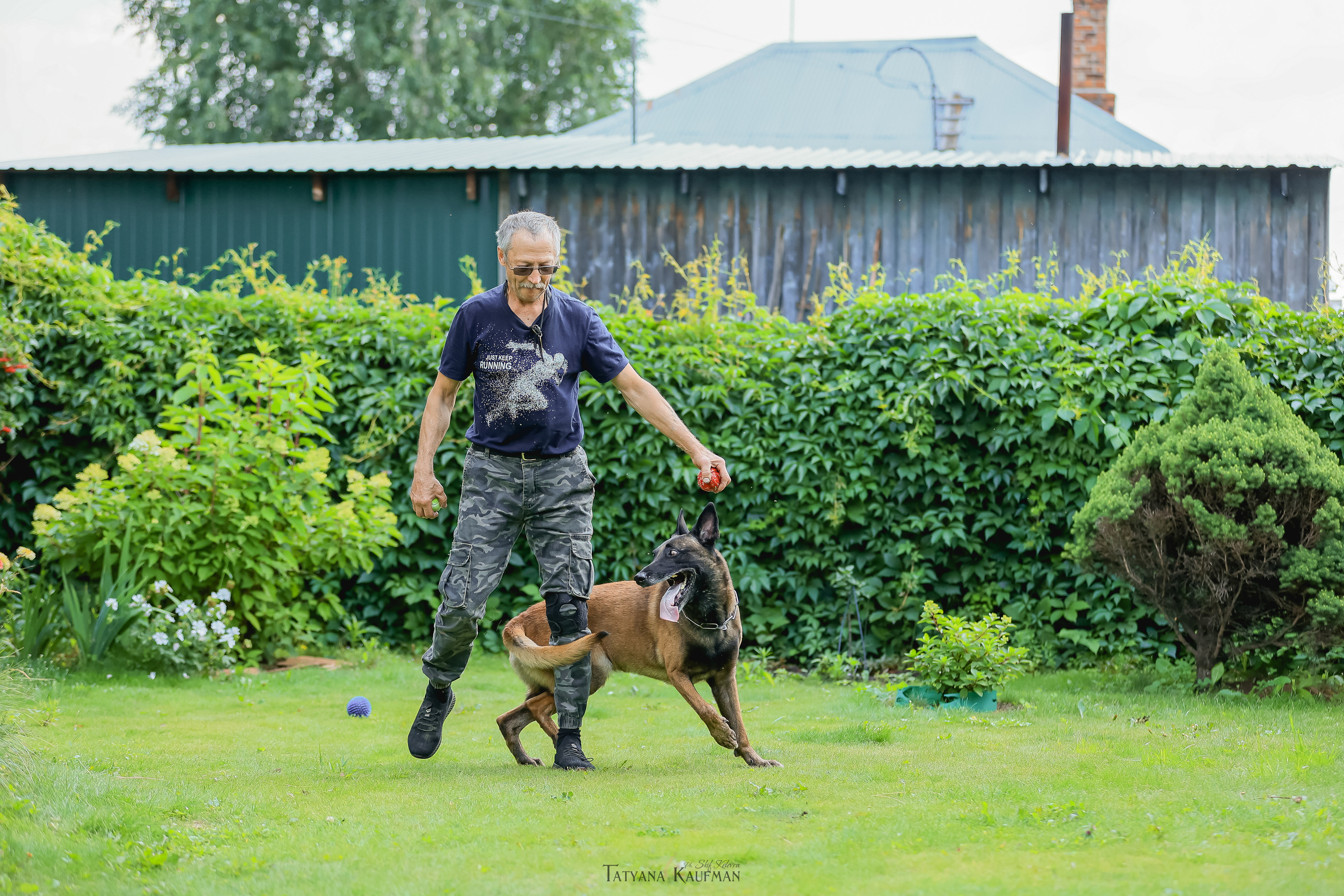 Фотосессия Малинуа. Фотограф Анималист из Новосибирска Татьяна Кауфман