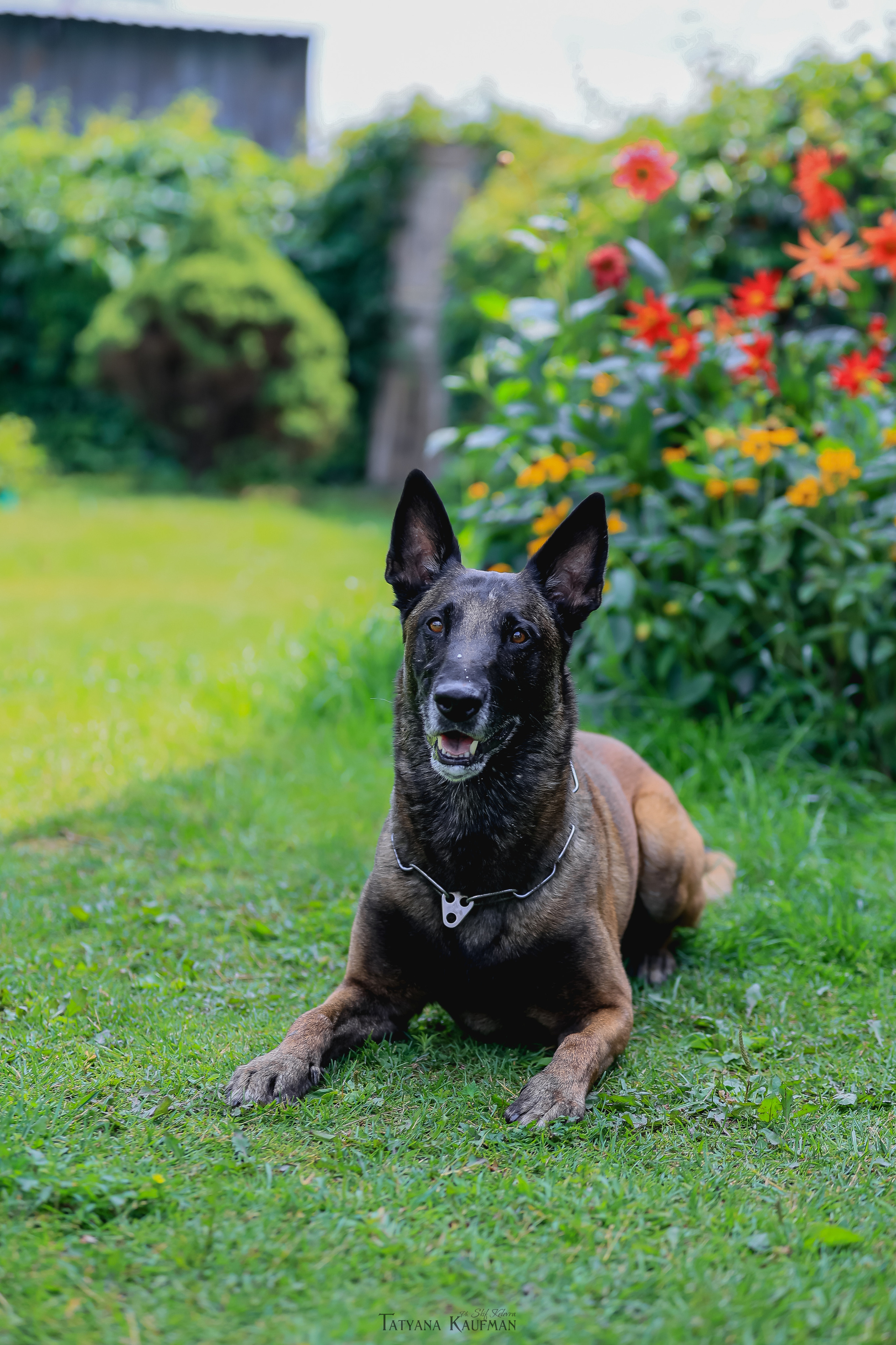 Фотосессия Малинуа. Фотограф Анималист из Новосибирска Татьяна Кауфман