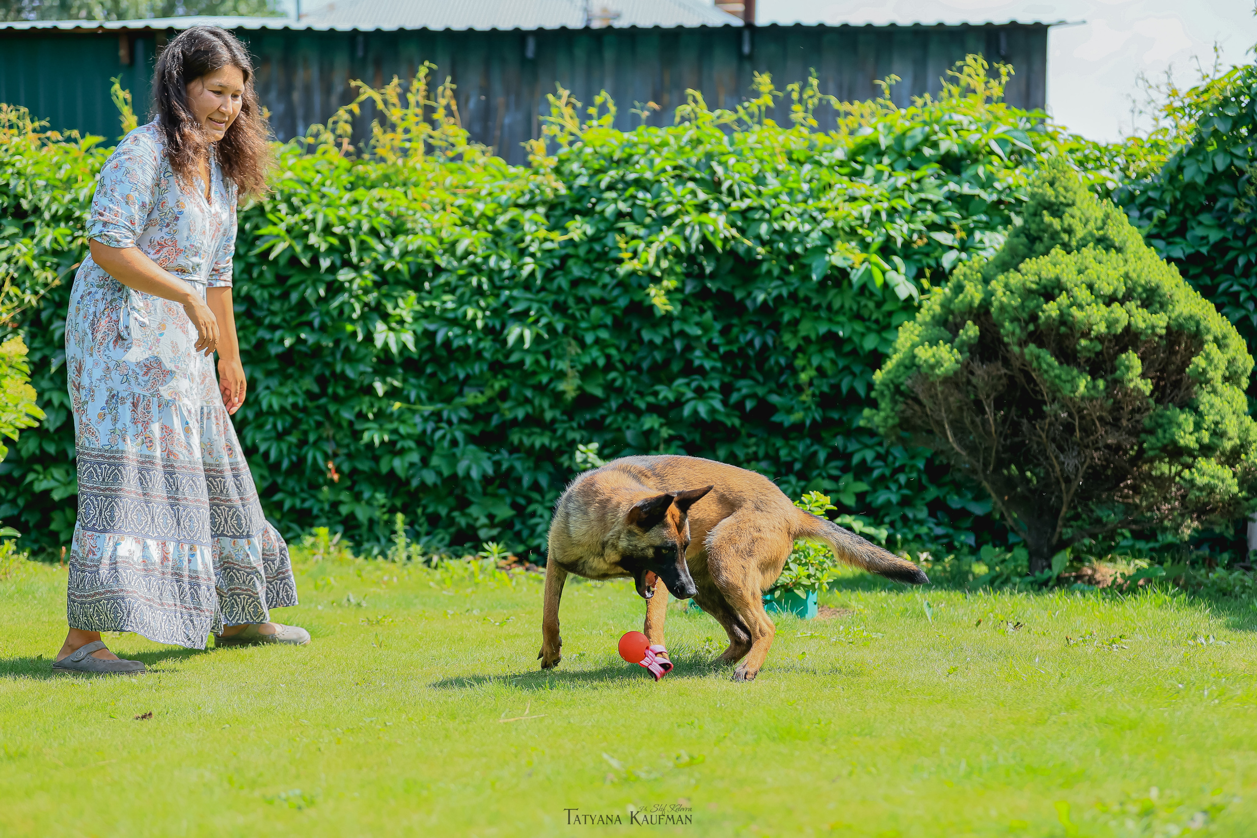 Фотосессия Малинуа. Фотограф Анималист из Новосибирска Татьяна Кауфман