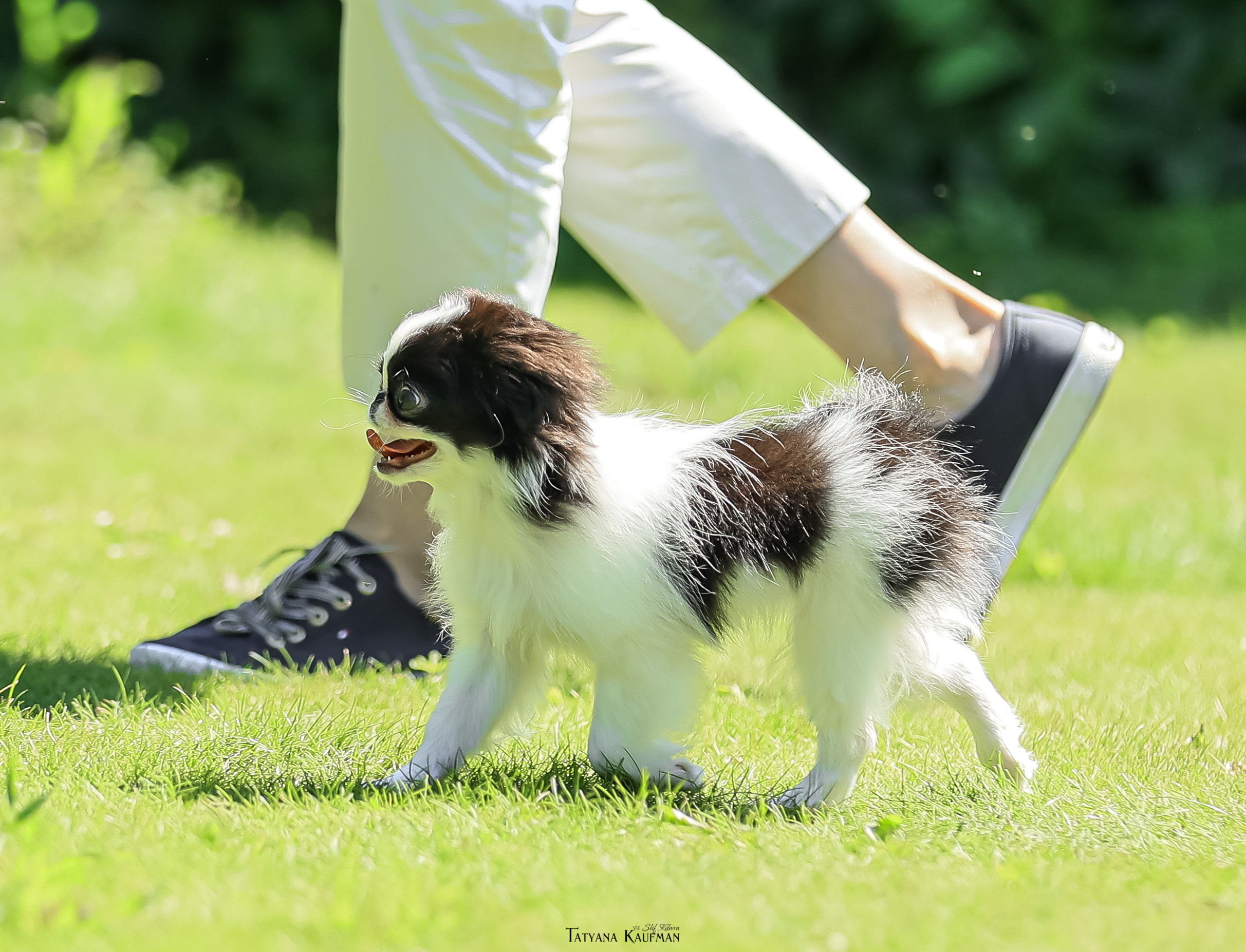 Японский хин, фотография японский хин, собака в цветах, красивая собака, фотограф анималист, фотокурс Анималистика, научиться фотографировать собак, фотограф Новосибирск
