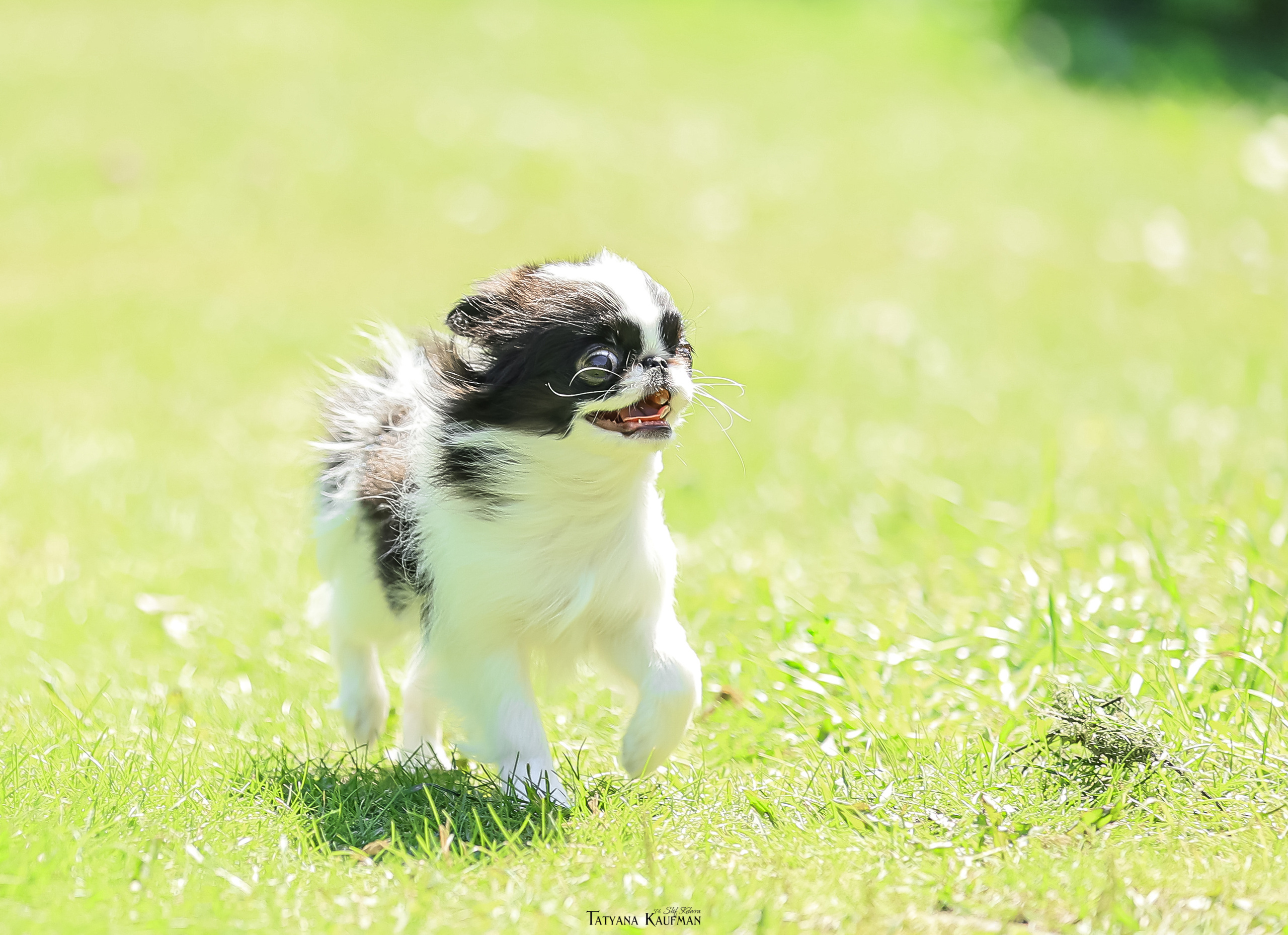 Японский хин, фотография японский хин, собака в цветах, красивая собака, фотограф анималист, фотокурс Анималистика, научиться фотографировать собак, фотограф Новосибирск