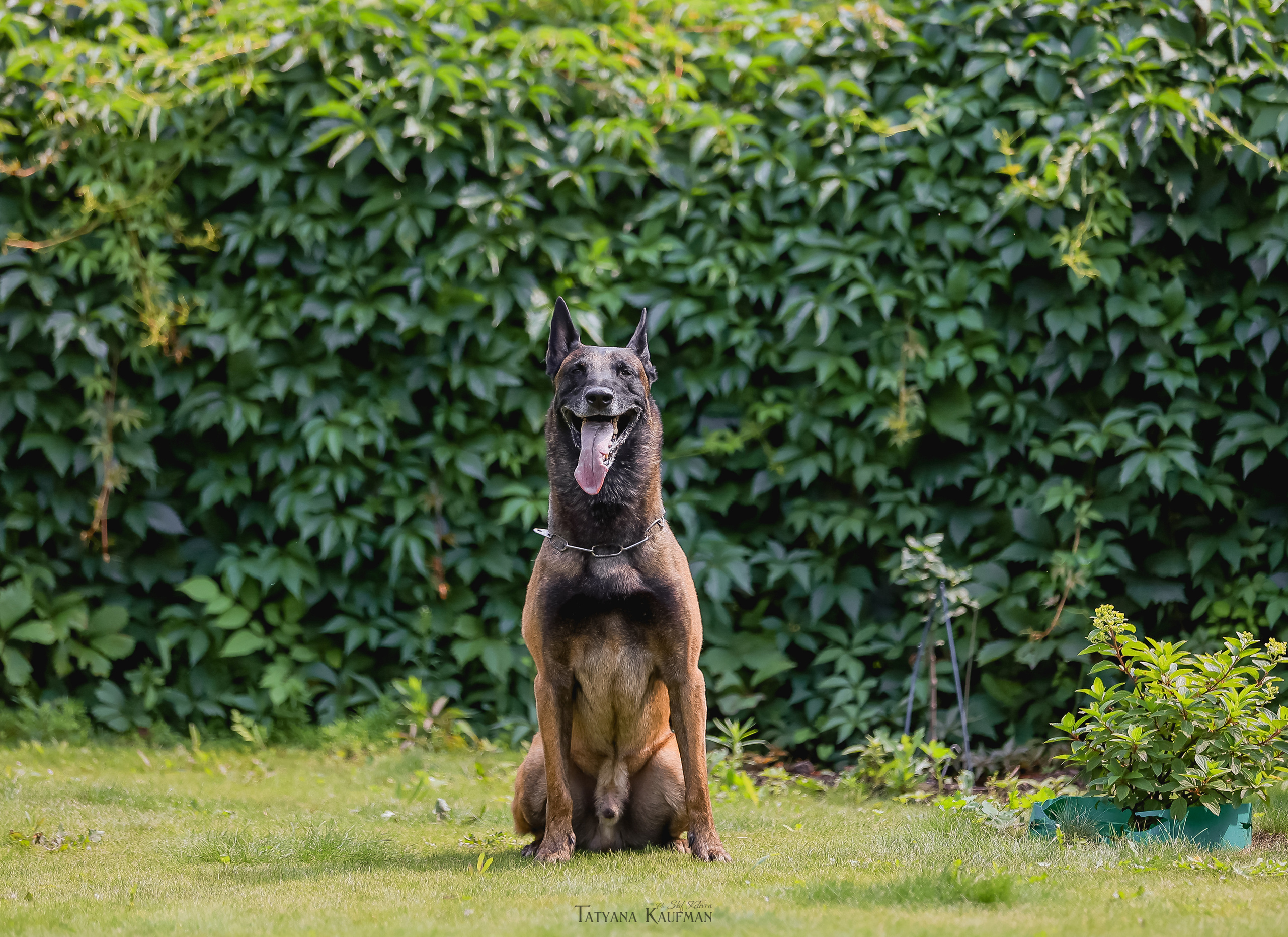 Фотосессия Малинуа. Фотограф Анималист из Новосибирска Татьяна Кауфман