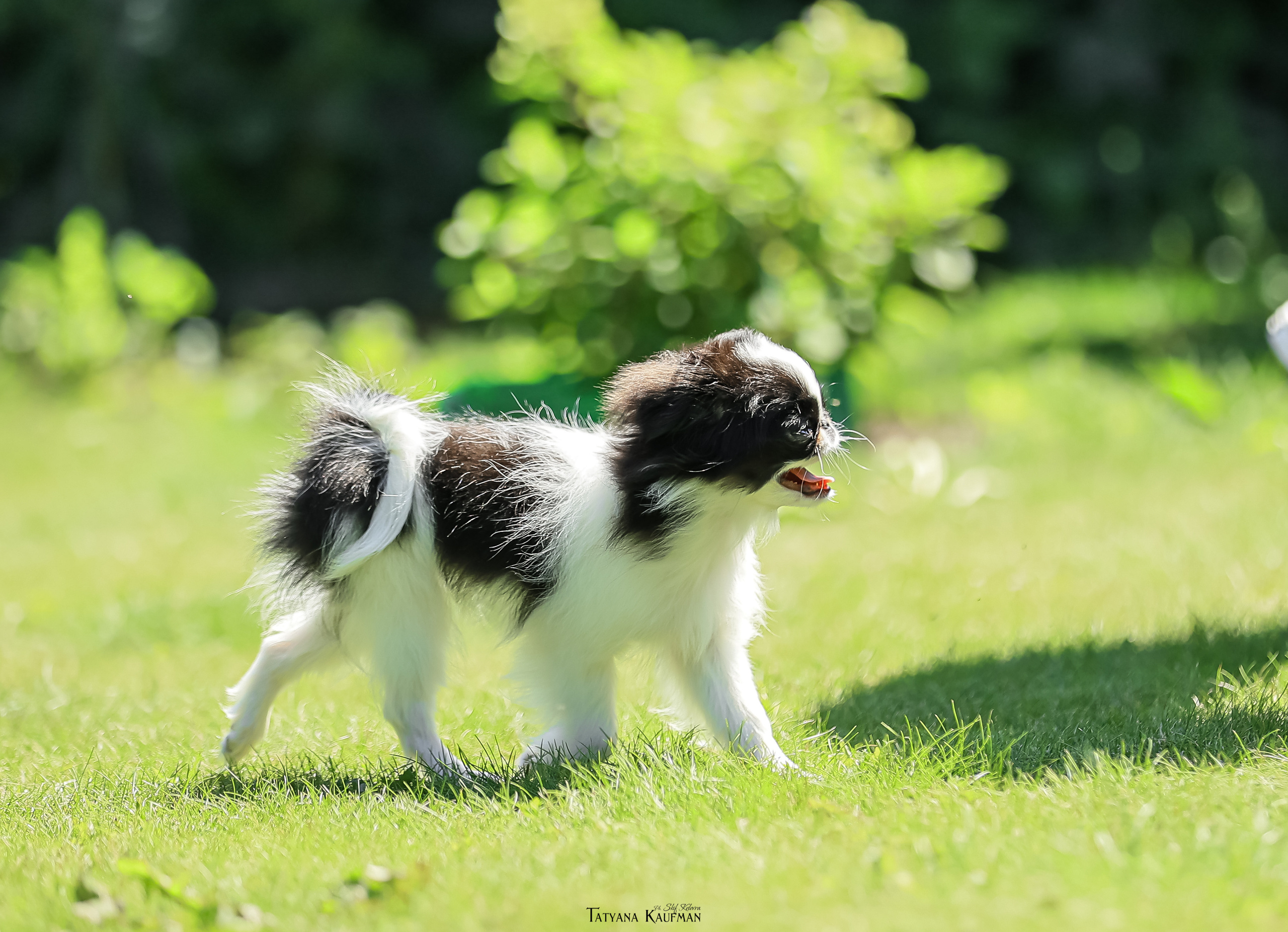 Японский хин, фотография японский хин, собака в цветах, красивая собака, фотограф анималист, фотокурс Анималистика, научиться фотографировать собак, фотограф Новосибирск