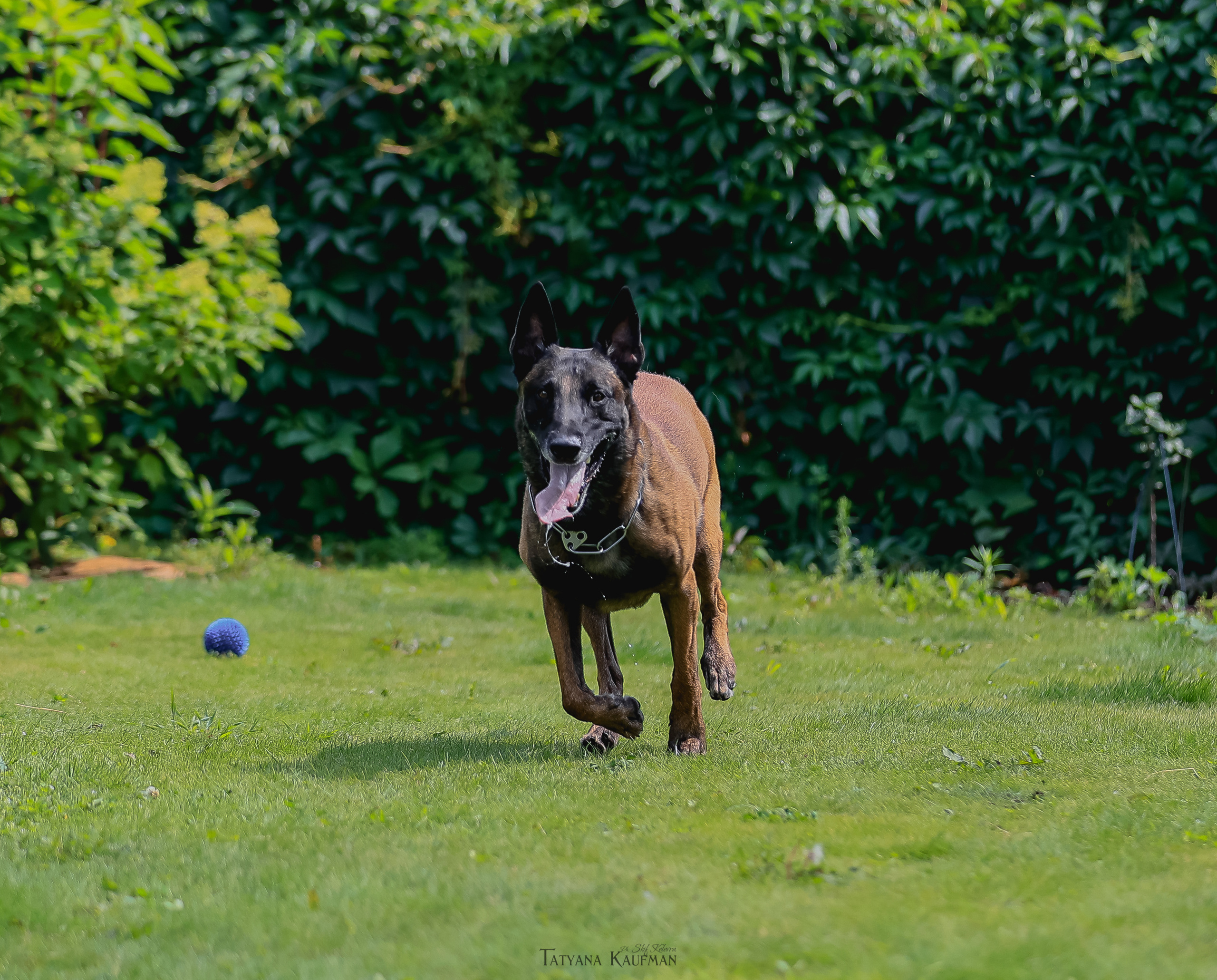 Фотосессия Малинуа. Фотограф Анималист из Новосибирска Татьяна Кауфман