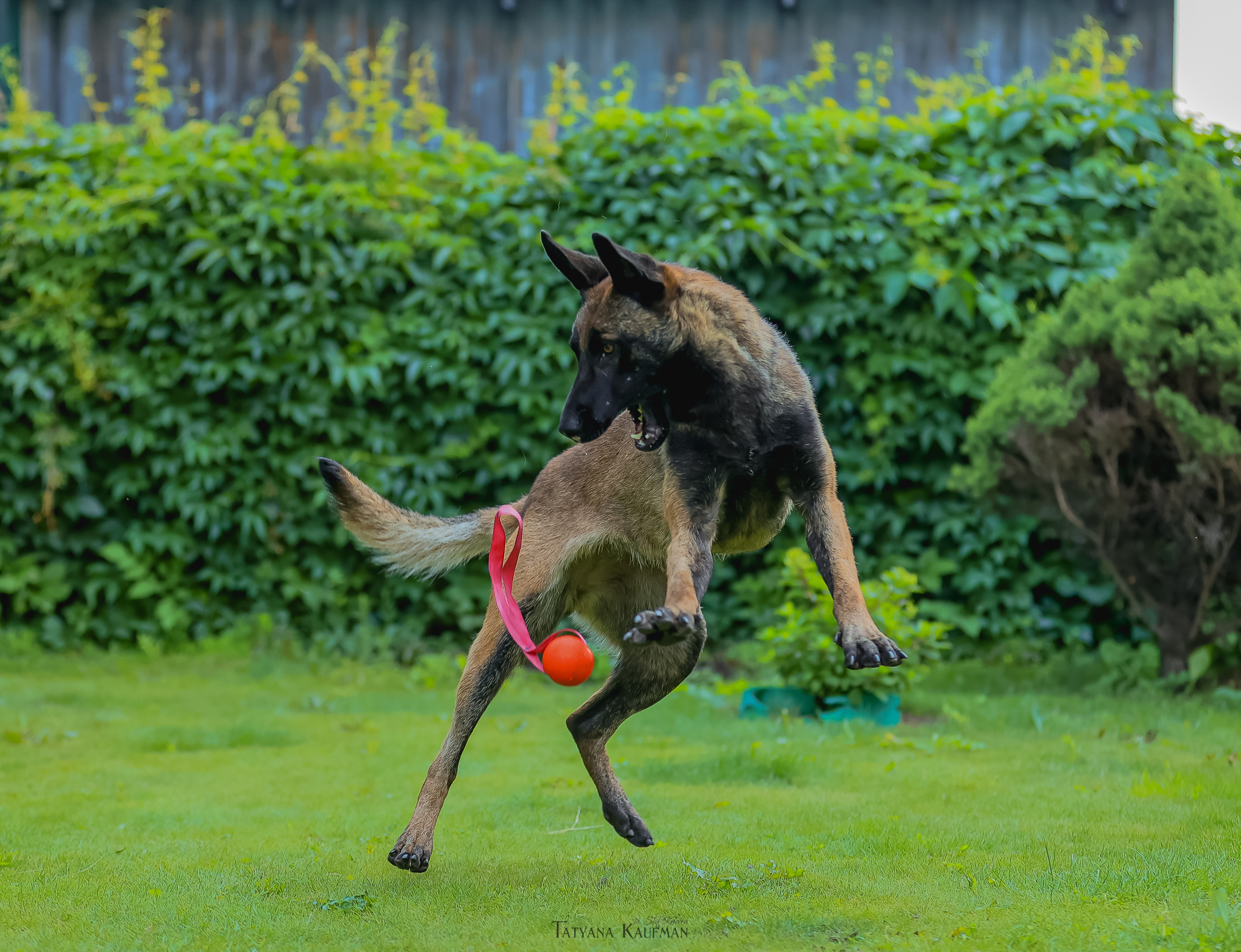 Фотосессия Малинуа. Фотограф Анималист из Новосибирска Татьяна Кауфман