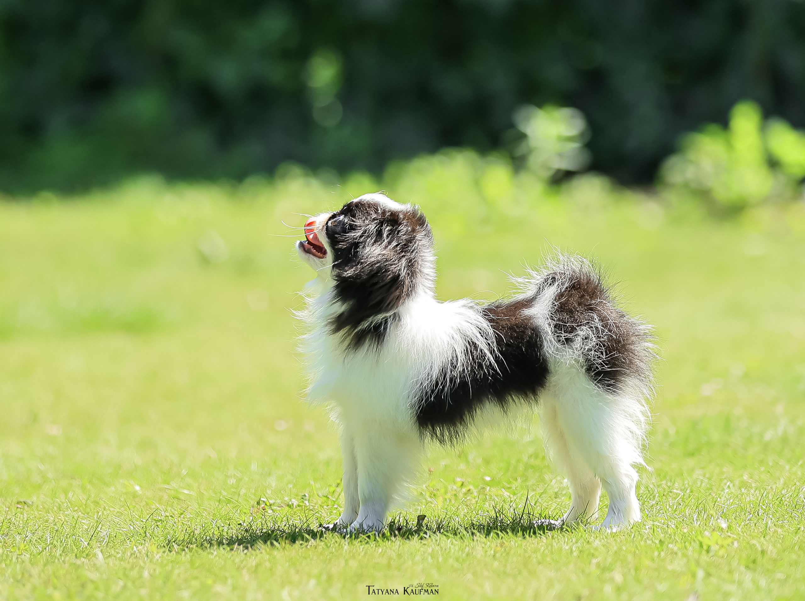 Японский хин, фотография японский хин, собака в цветах, красивая собака, фотограф анималист, фотокурс Анималистика, научиться фотографировать собак, фотограф Новосибирск