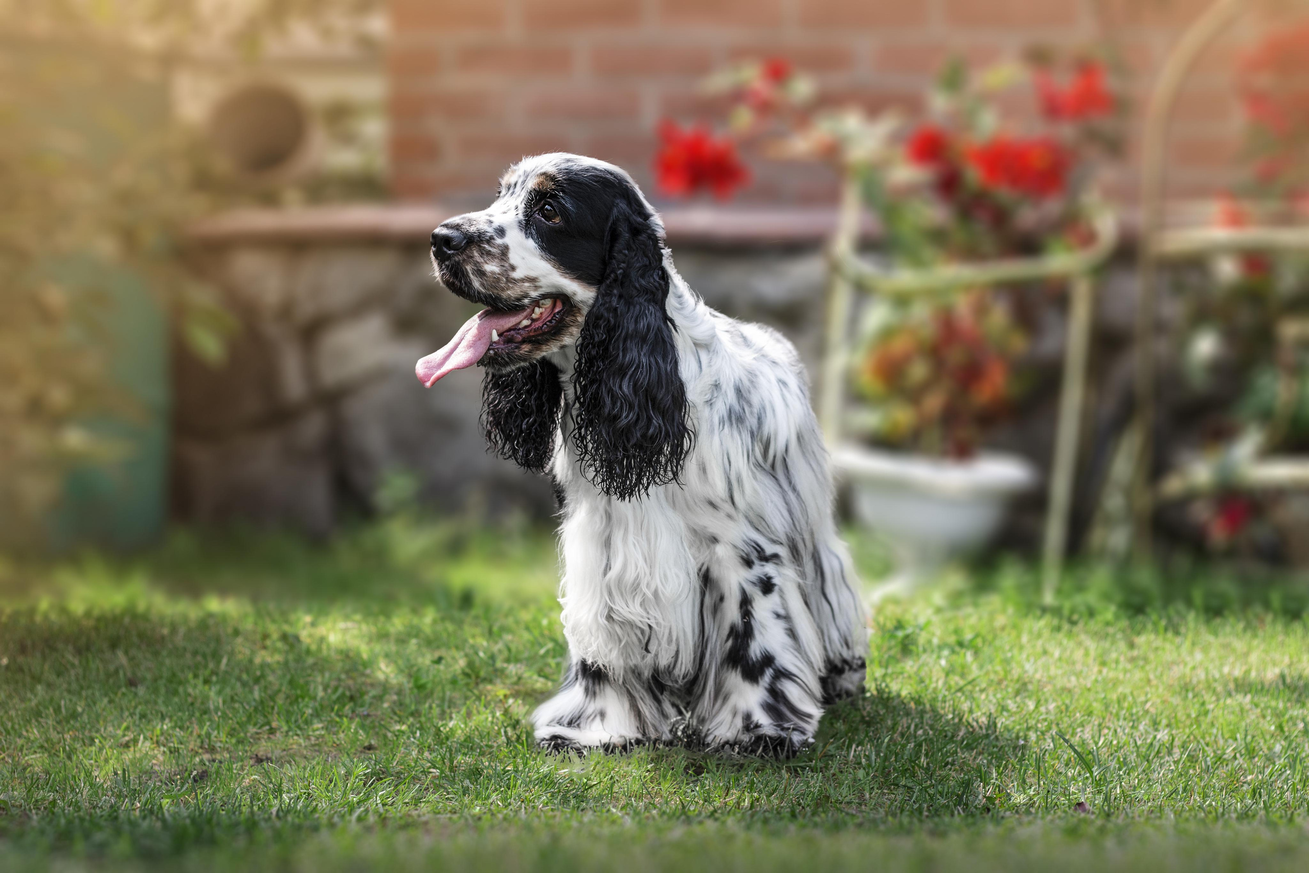 Фотограф Анималист из Новосибирска Татьяна Кауфман