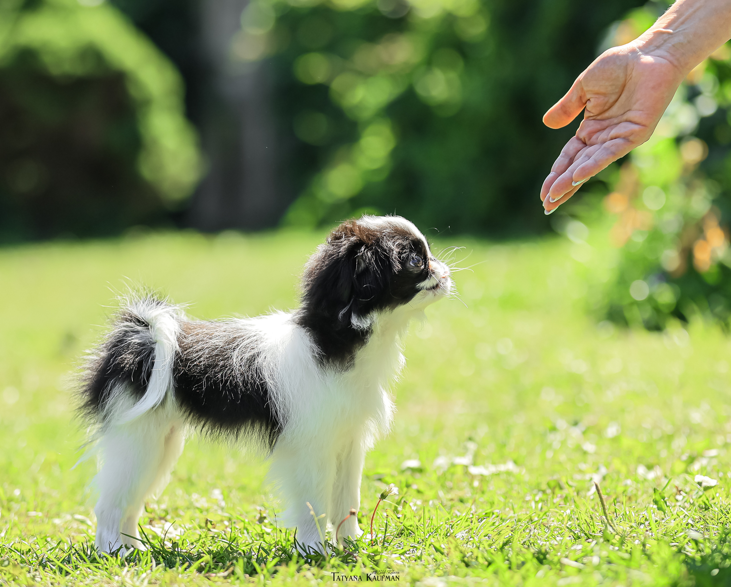 Японский хин, фотография японский хин, собака в цветах, красивая собака, фотограф анималист, фотокурс Анималистика, научиться фотографировать собак, фотограф Новосибирск