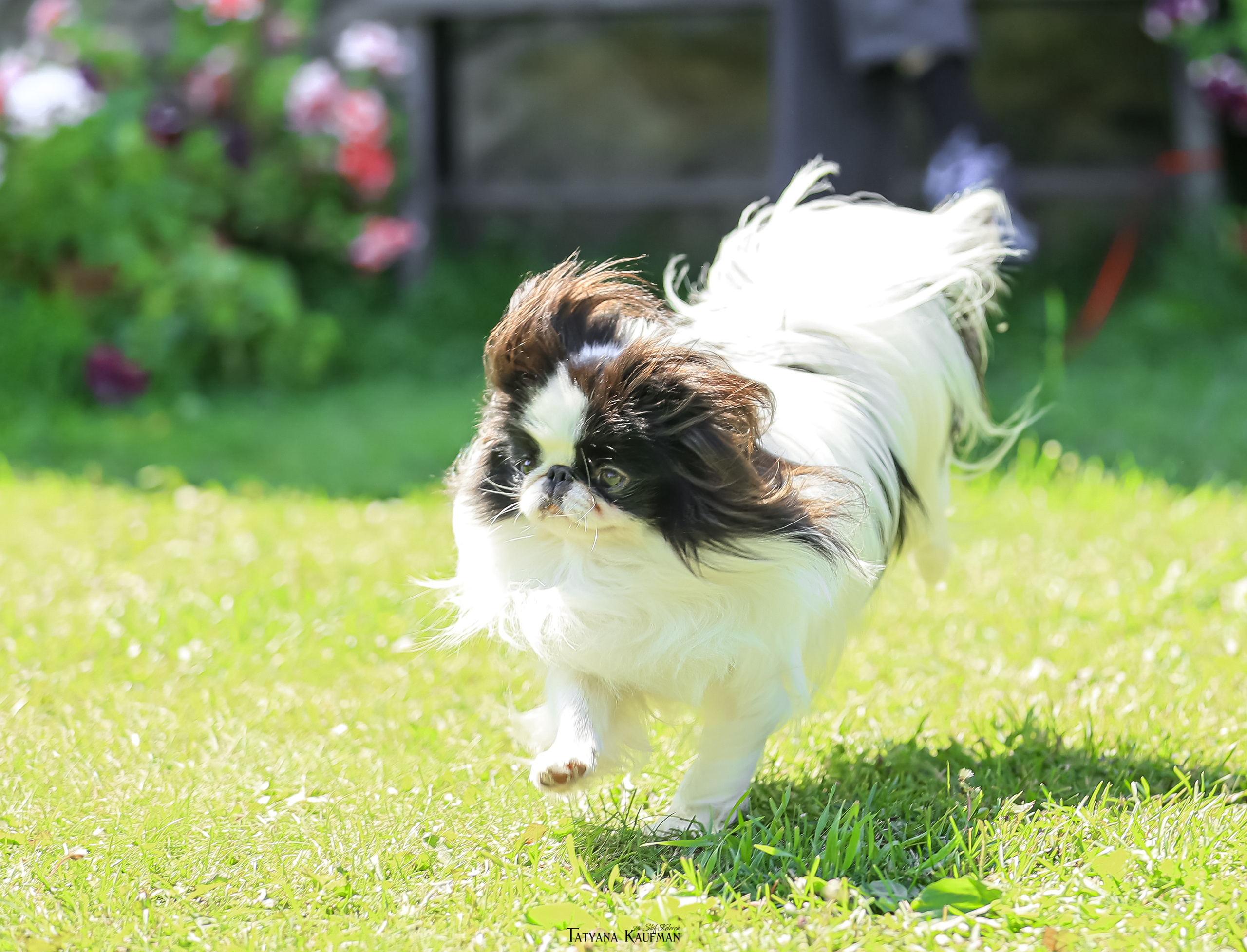 Японский хин, фотография японский хин, собака в цветах, красивая собака, фотограф анималист, фотокурс Анималистика, научиться фотографировать собак, фотограф Новосибирск