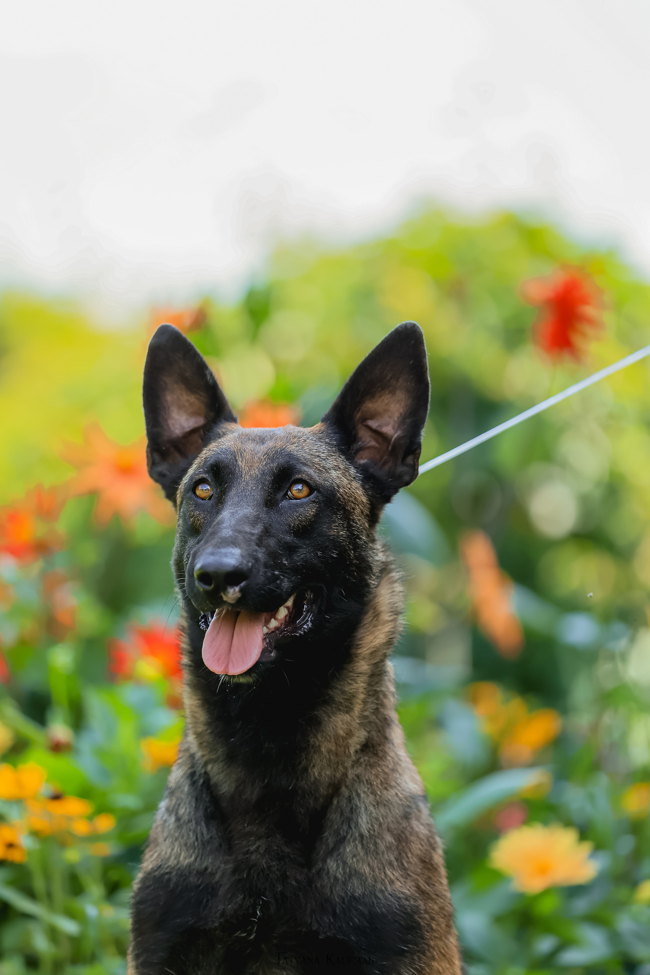 Фотосессия Малинуа. Фотограф Анималист из Новосибирска Татьяна Кауфман