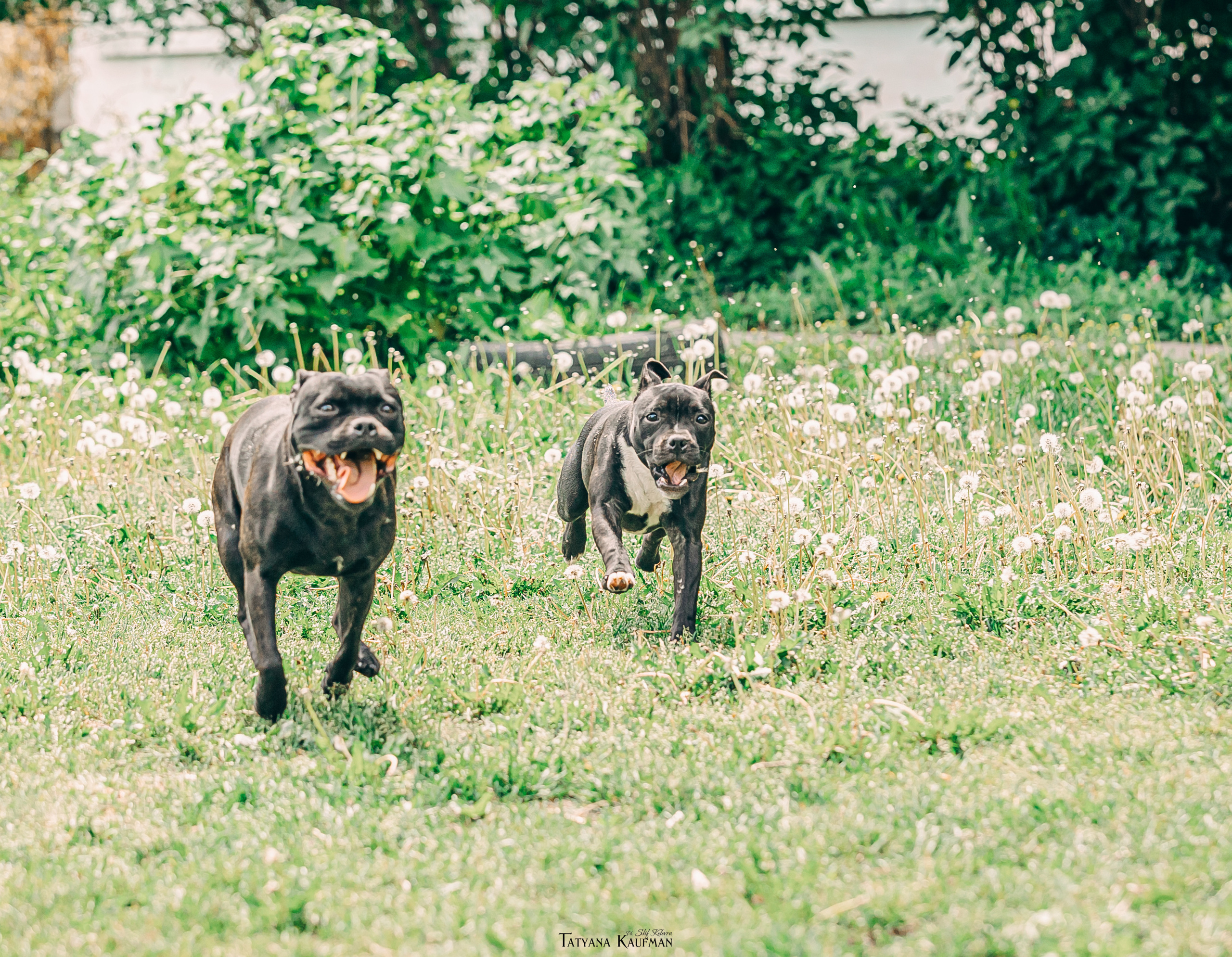 Фотосъемка стаффи. Фотограф Анималист из Новосибирска Татьяна Кауфман