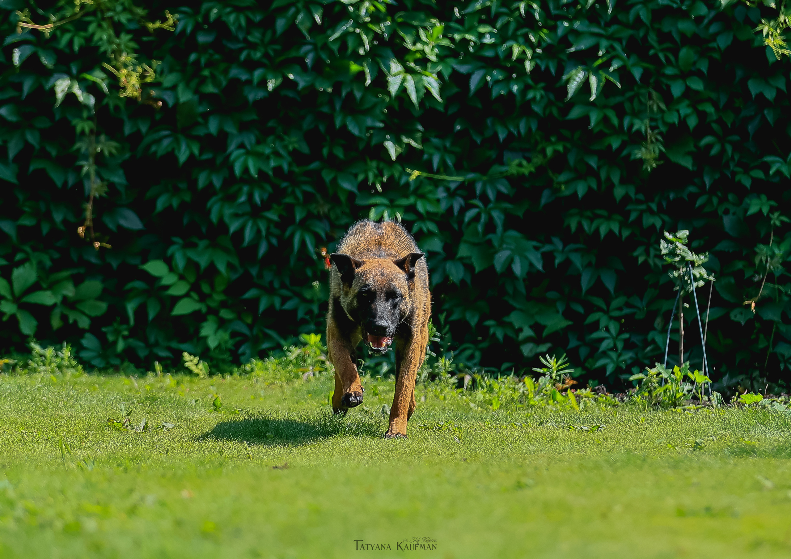Фотосессия Малинуа. Фотограф Анималист из Новосибирска Татьяна Кауфман