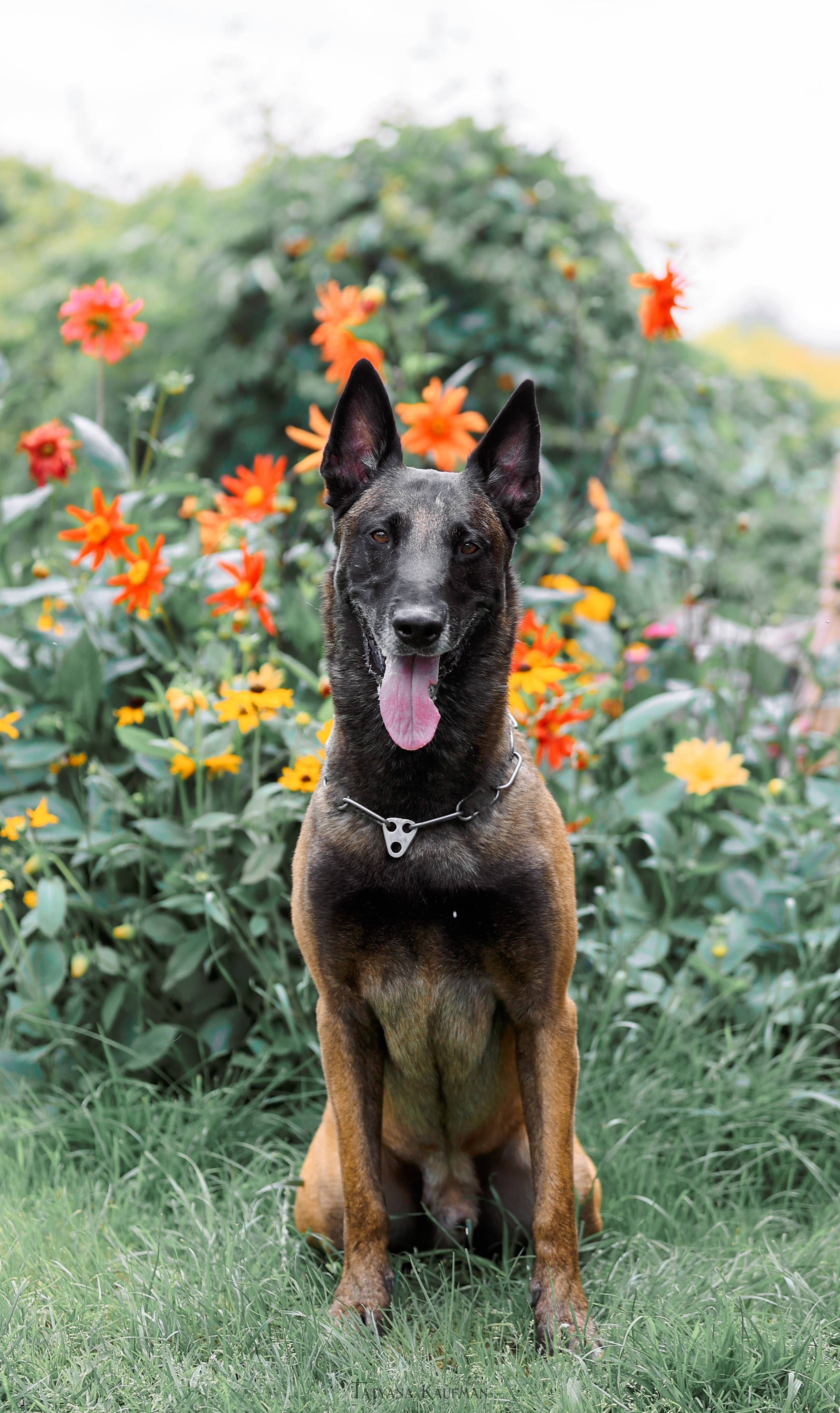Фотосессия Малинуа. Фотограф Анималист из Новосибирска Татьяна Кауфман