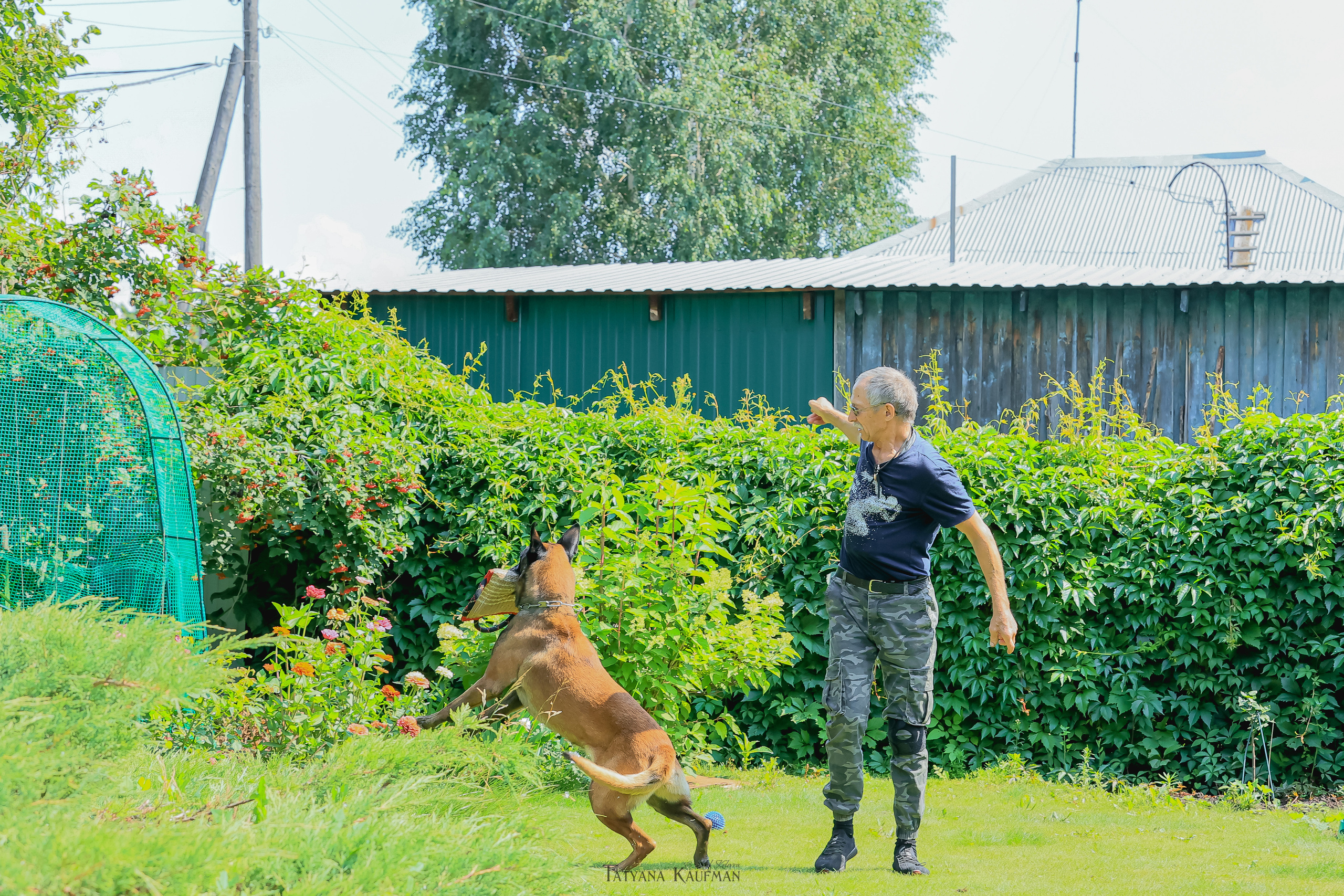 Фотосессия Малинуа. Фотограф Анималист из Новосибирска Татьяна Кауфман