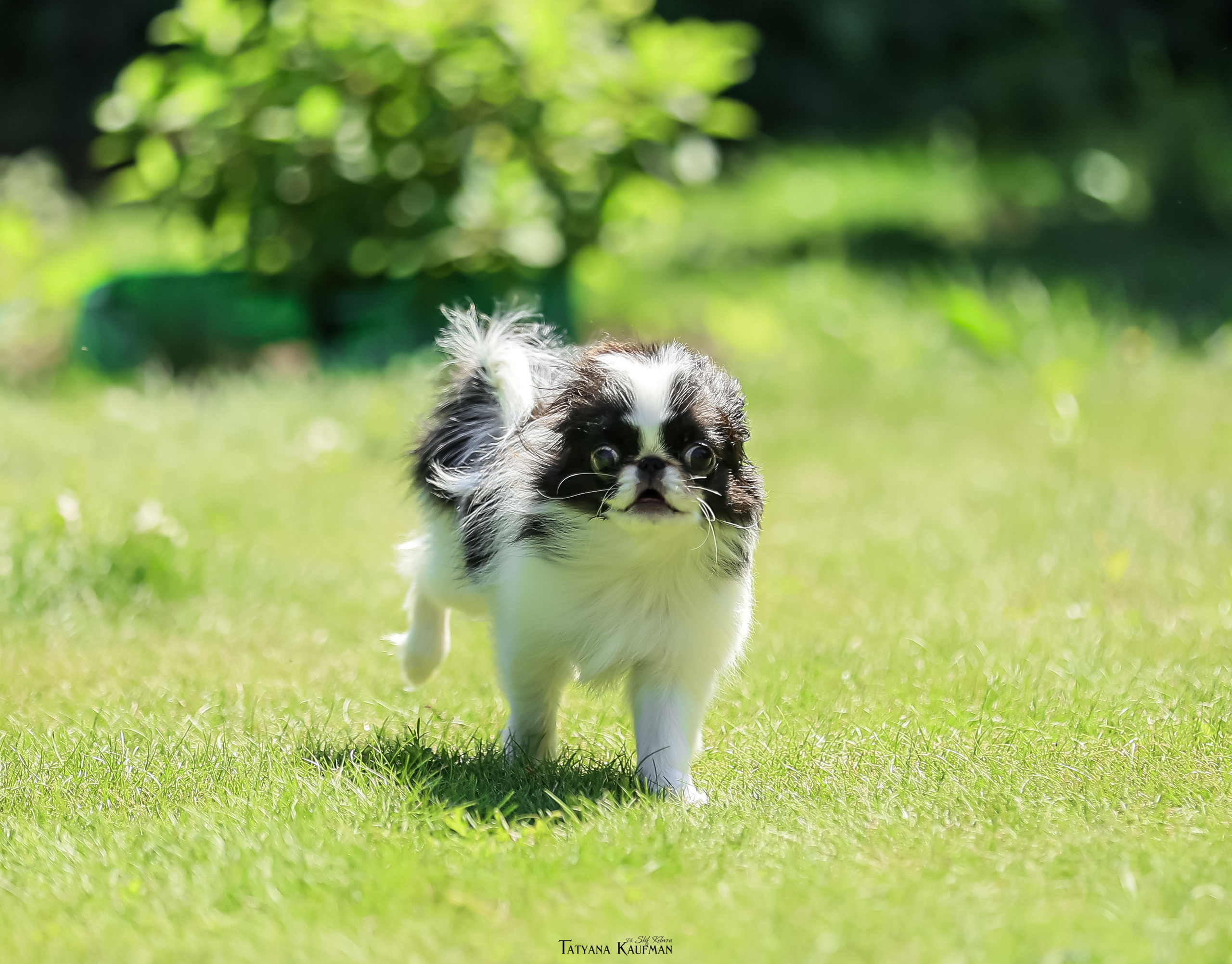 Японский хин, фотография японский хин, собака в цветах, красивая собака, фотограф анималист, фотокурс Анималистика, научиться фотографировать собак, фотограф Новосибирск