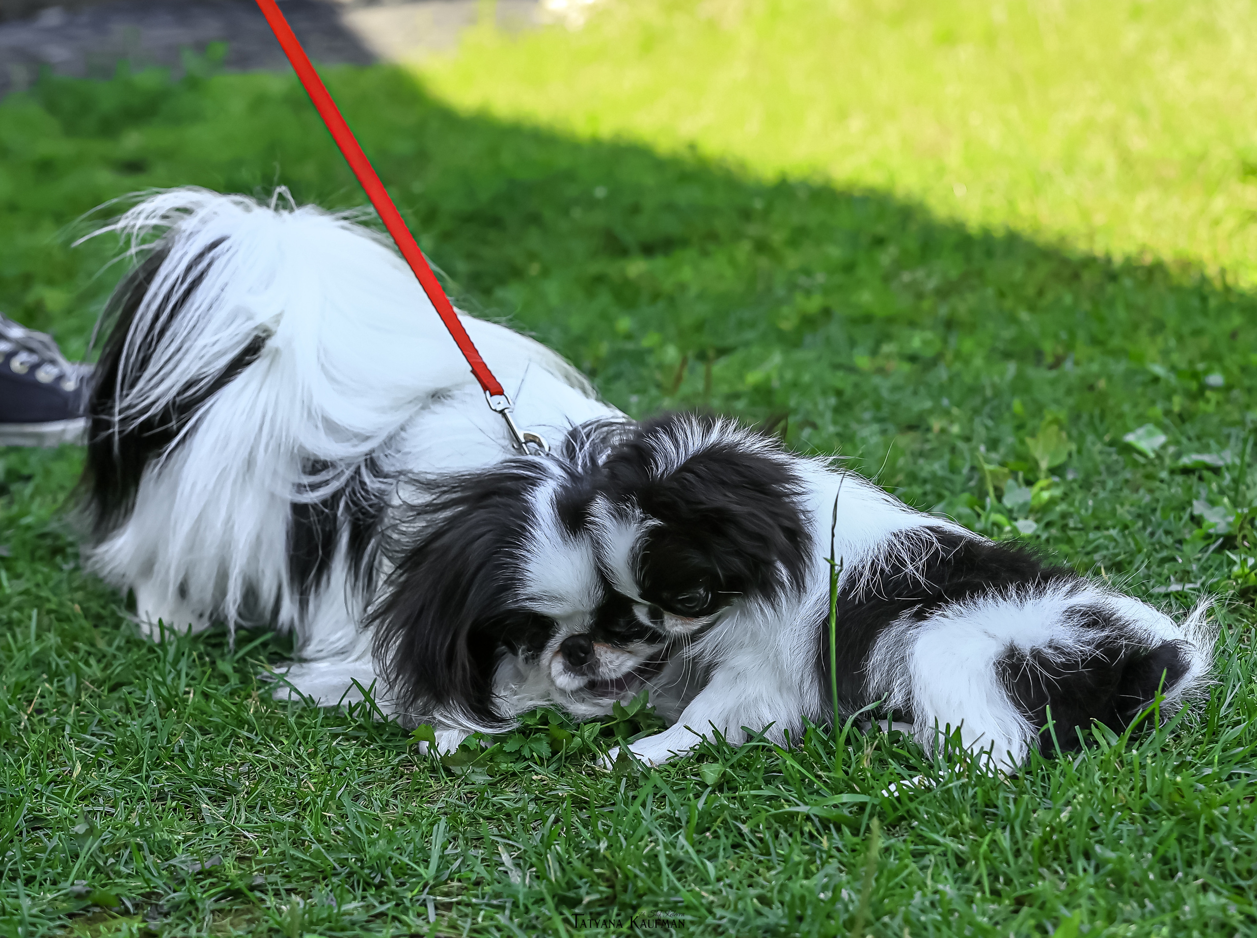 Японский хин, фотография японский хин, собака в цветах, красивая собака, фотограф анималист, фотокурс Анималистика, научиться фотографировать собак, фотограф Новосибирск
