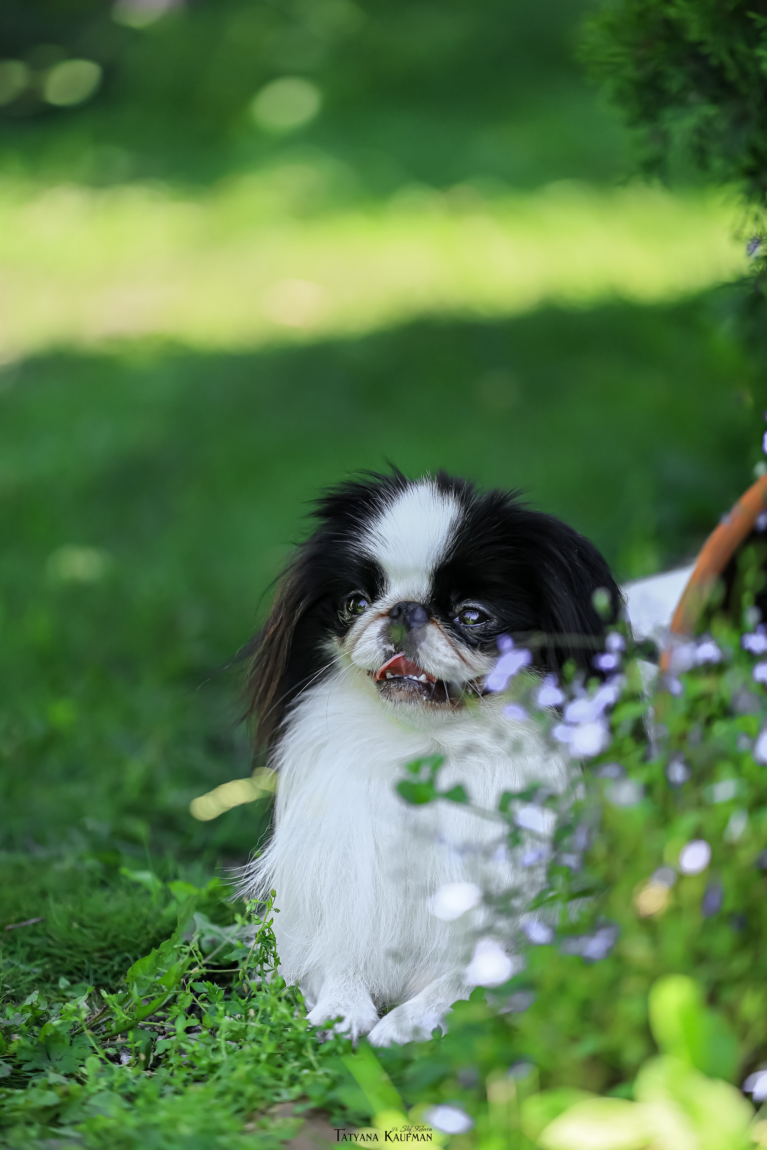 Японский хин, фотография японский хин, собака в цветах, красивая собака, фотограф анималист, фотокурс Анималистика, научиться фотографировать собак, фотограф Новосибирск
