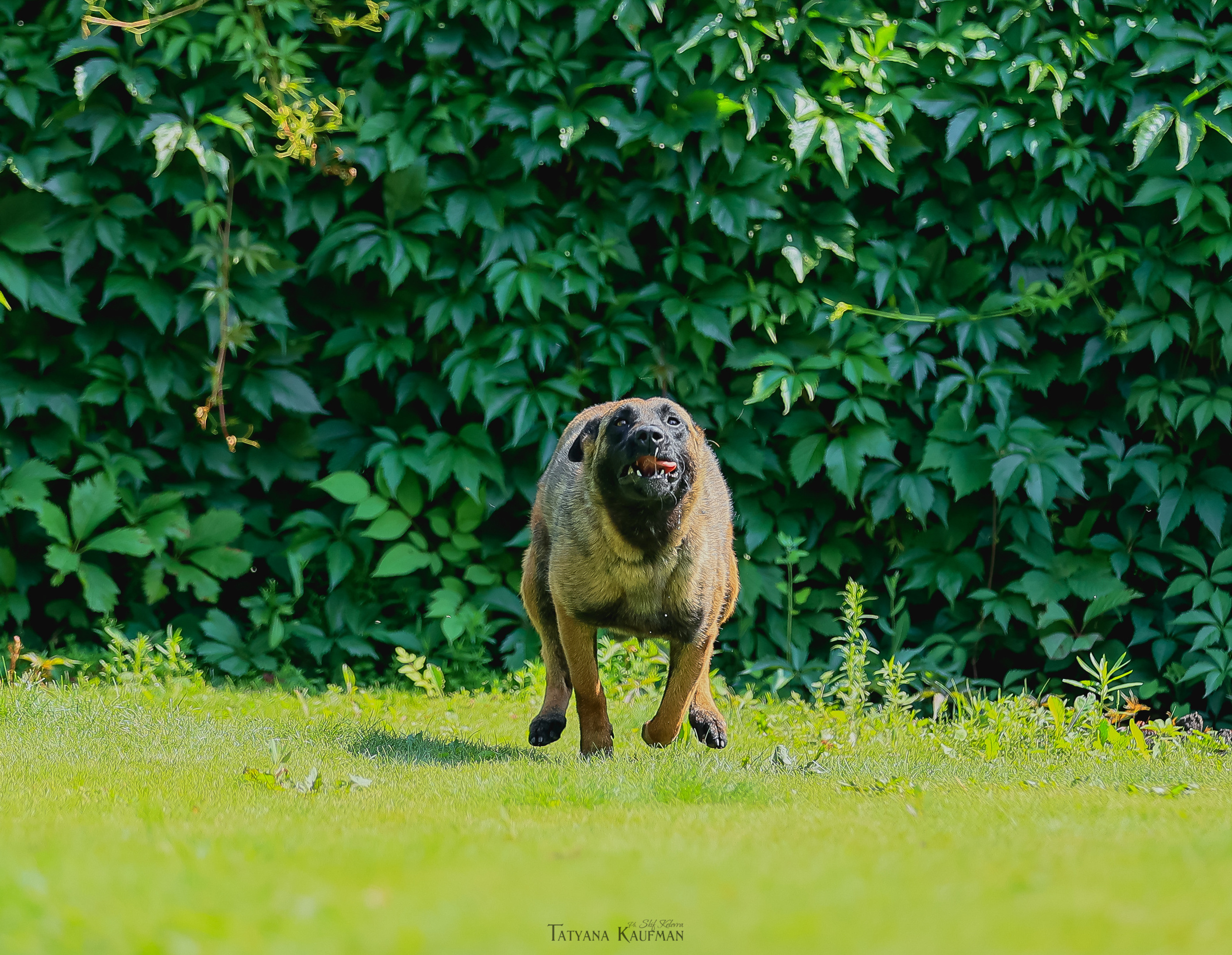 Фотосессия Малинуа. Фотограф Анималист из Новосибирска Татьяна Кауфман