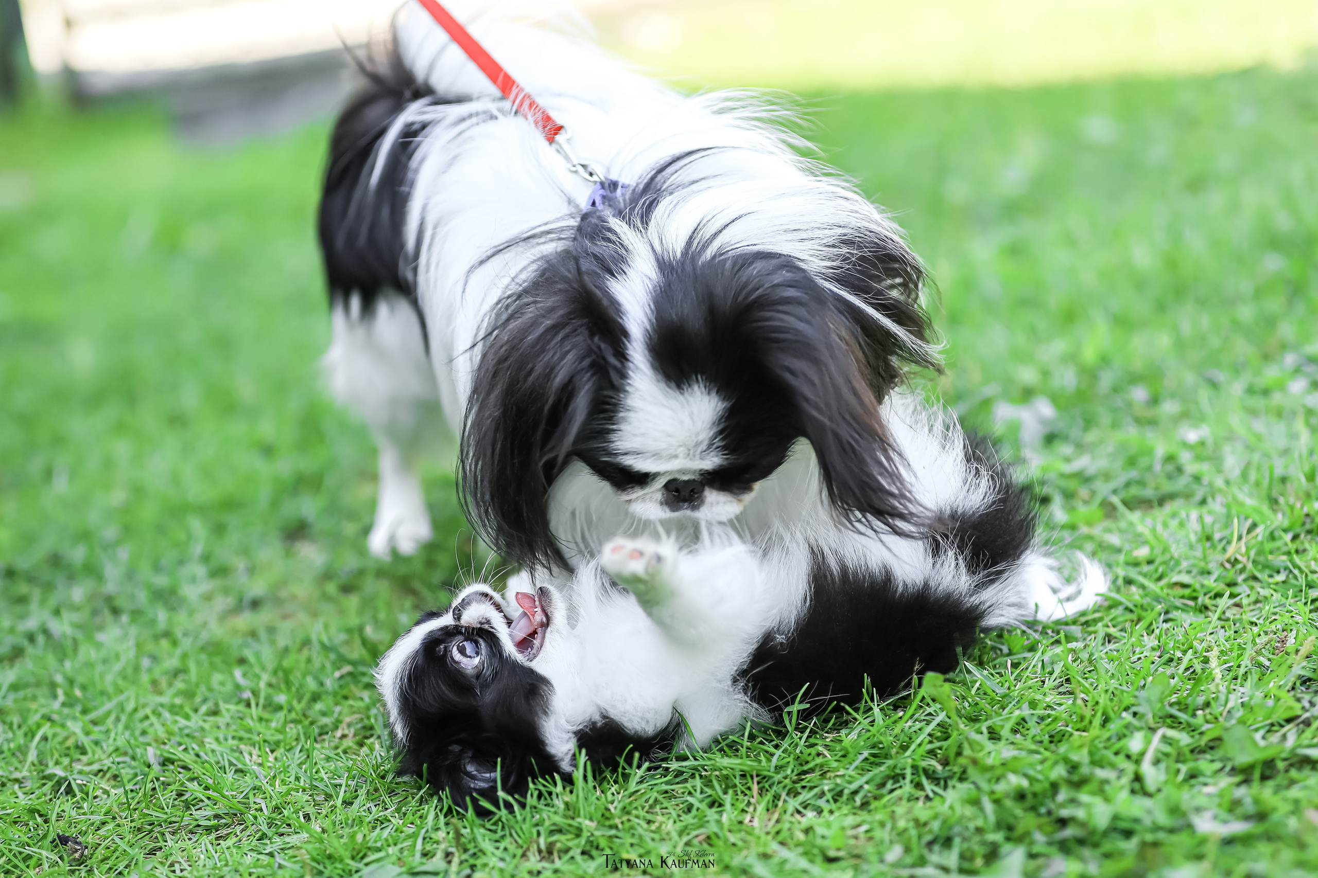 Японский хин, фотография японский хин, собака в цветах, красивая собака, фотограф анималист, фотокурс Анималистика, научиться фотографировать собак, фотограф Новосибирск