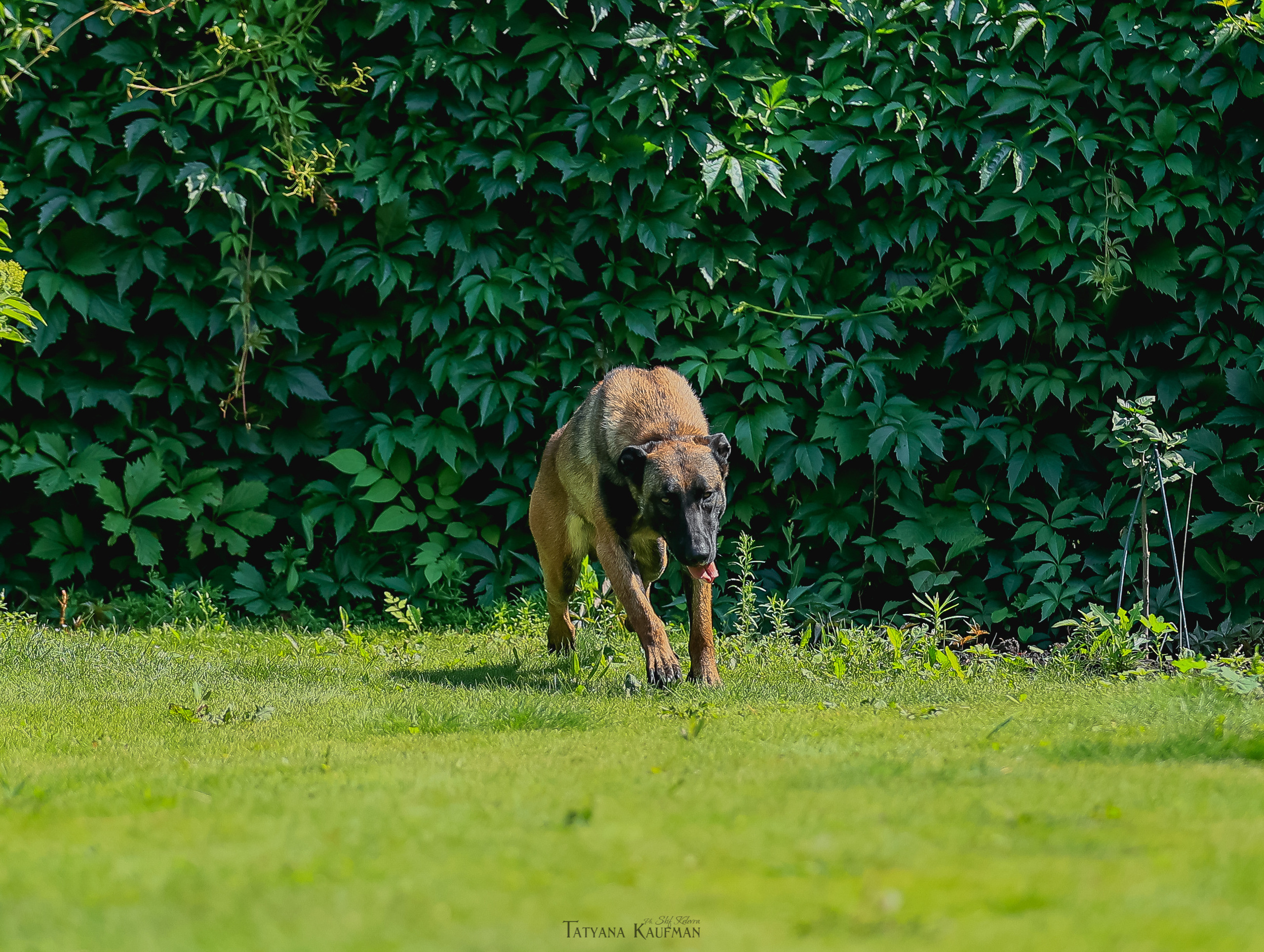 Фотосессия Малинуа. Фотограф Анималист из Новосибирска Татьяна Кауфман