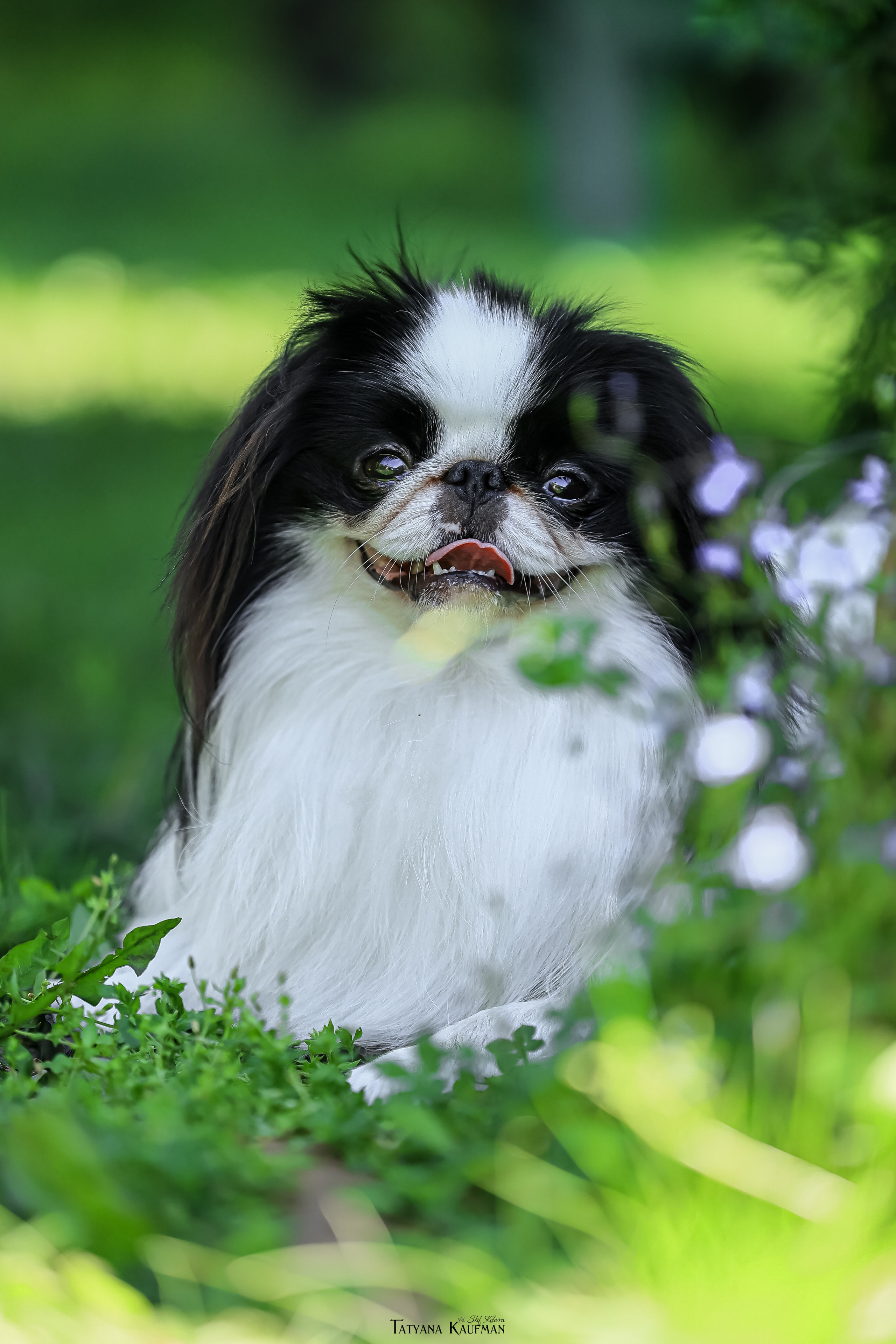 Японский хин, фотография японский хин, собака в цветах, красивая собака, фотограф анималист, фотокурс Анималистика, научиться фотографировать собак, фотограф Новосибирск