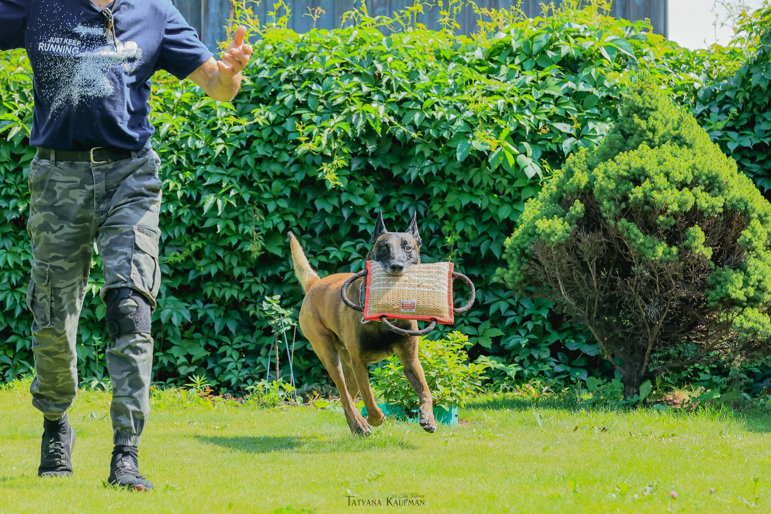 Фотосессия Малинуа. Фотограф Анималист из Новосибирска Татьяна Кауфман