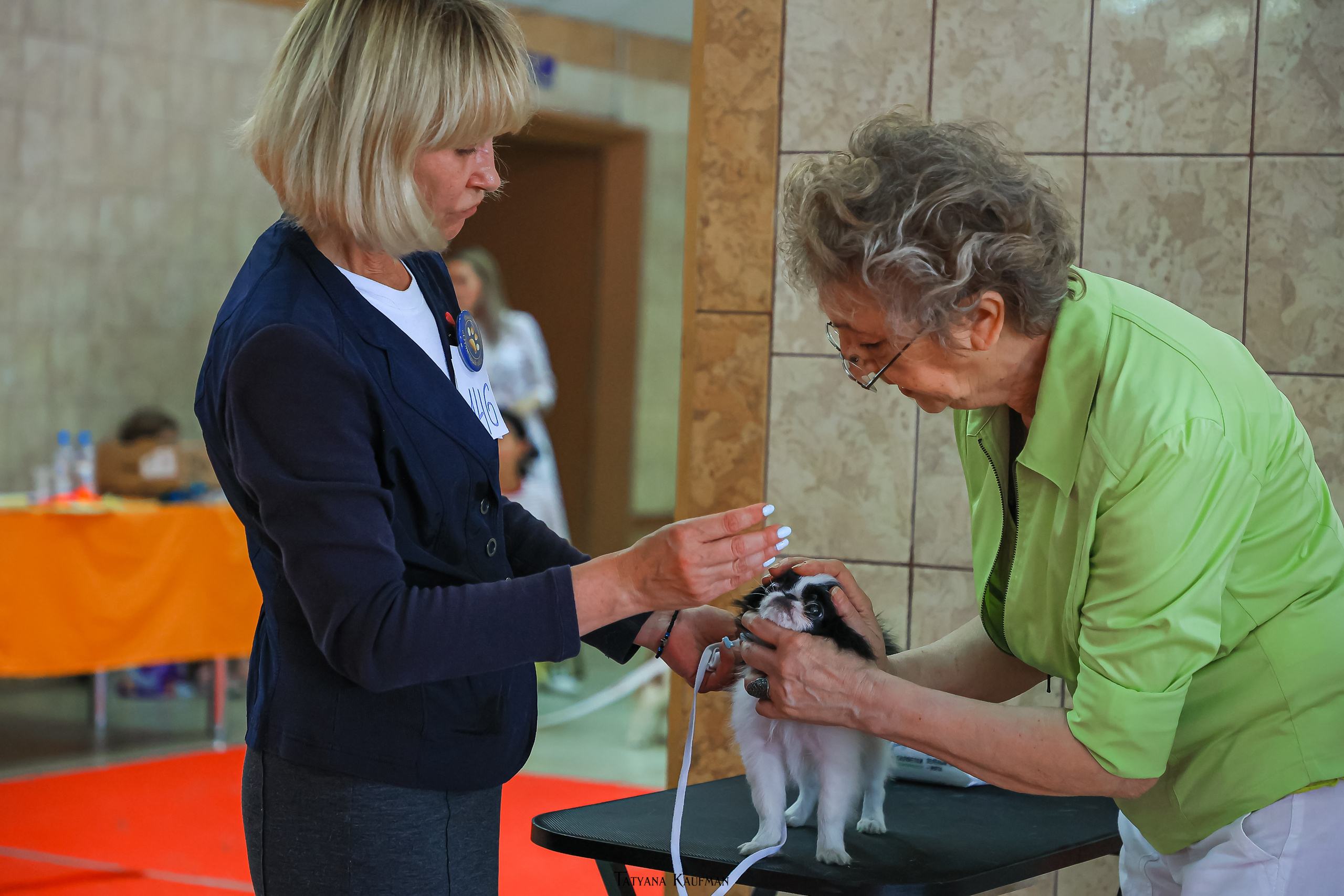 Японский хин, фотография японский хин, красивая собака, фотограф анималист, фотокурс Анималистика, научиться фотографировать собак, фотограф Новосибирск, фотосъемка на выставке, экстерьерная фотосессия, выставка собак Новосибирск