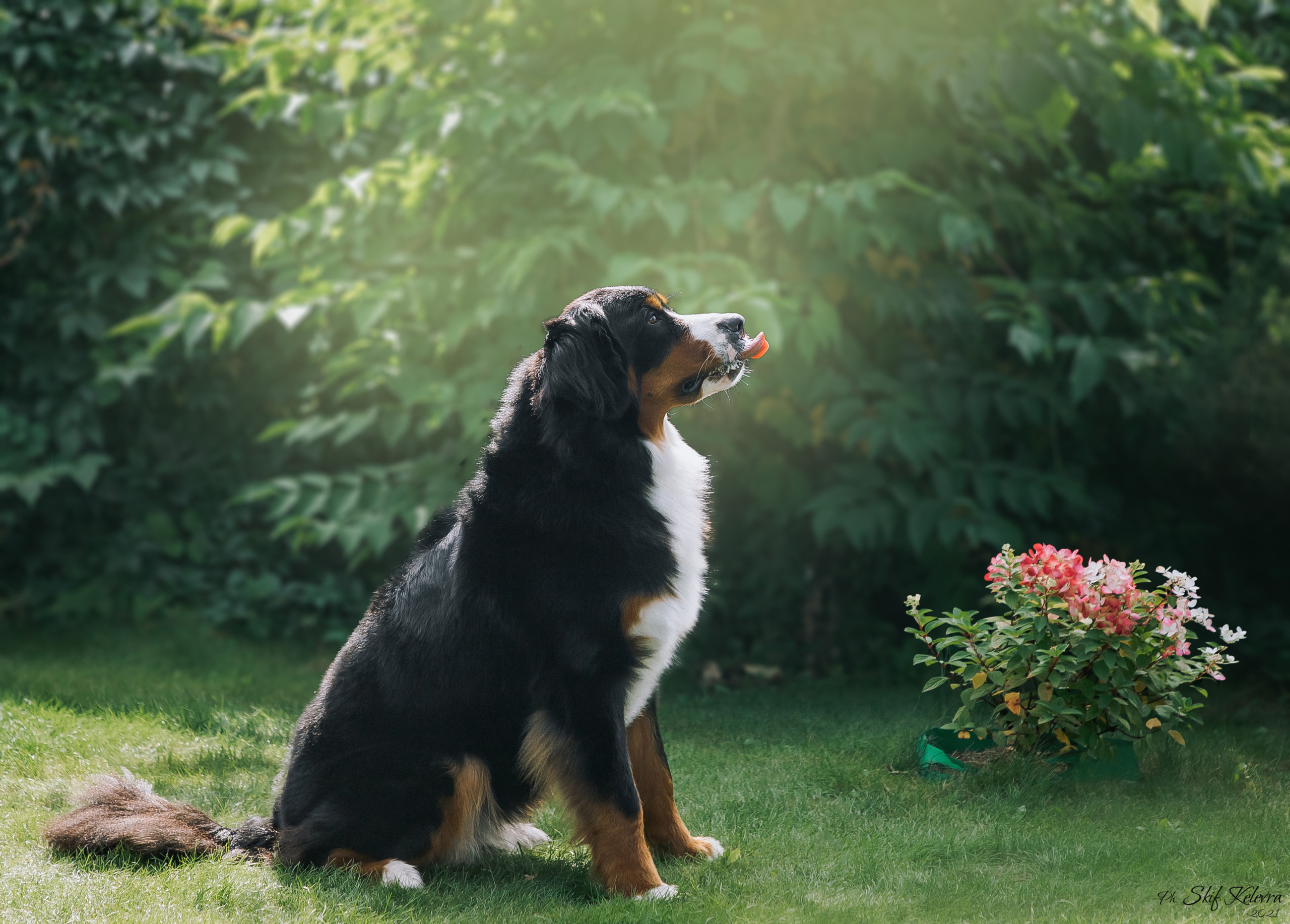 Фотограф Анималист Новосибирск Татьяна Кауфман. Фотографирую собаку. Фотосессия щенков. Фотосессия собак. Заказать съемки. Заказать фотосессию в Новосибирске. Фотосессия Новосибирск. Анималистика. Как фотографировать собак? Как сфотографировать собаку? Как фотографировать собак в движении. Съемка на выставке. Экстерьерная фотосессия