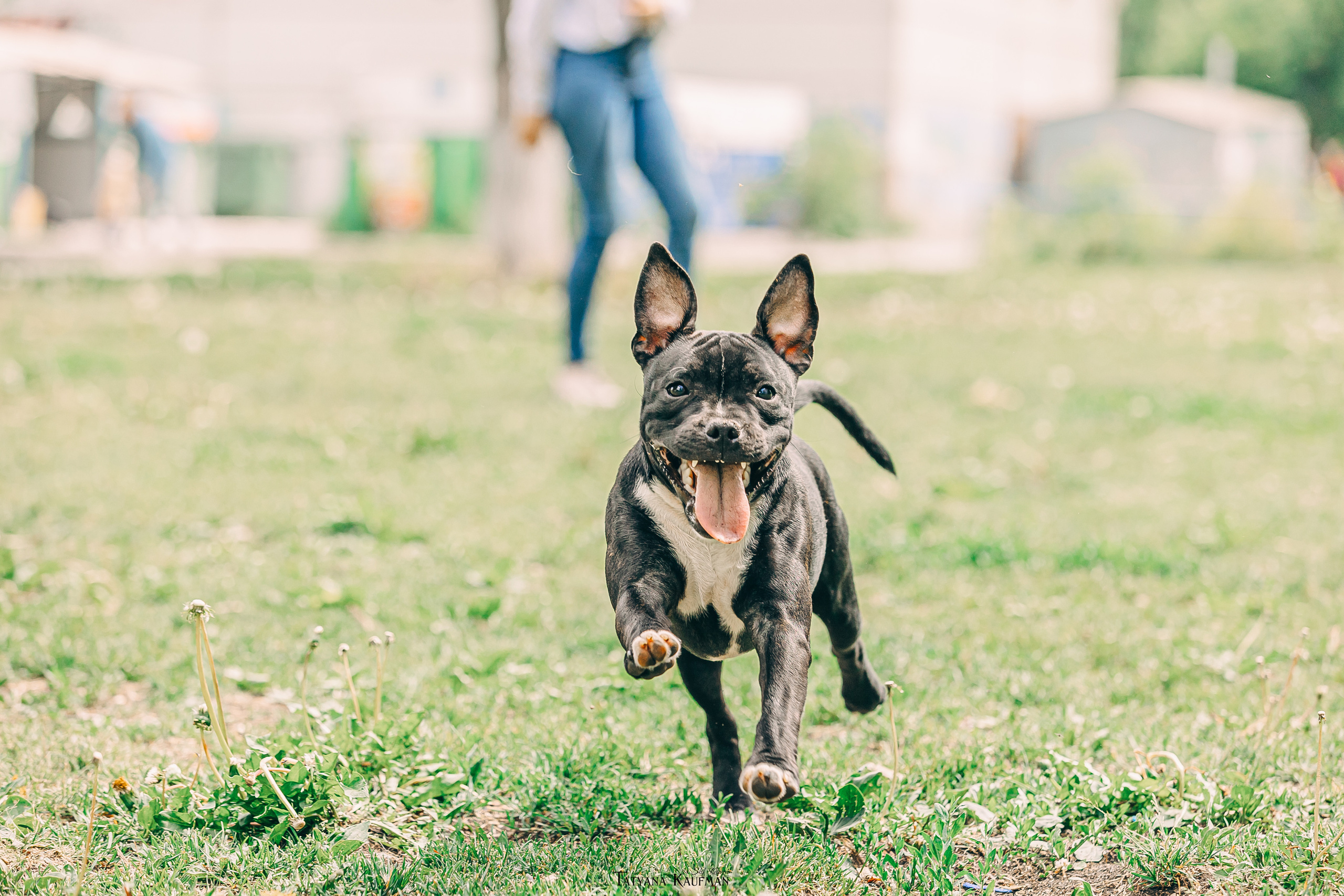 Фотосъемка стаффи. Фотограф Анималист из Новосибирска Татьяна Кауфман