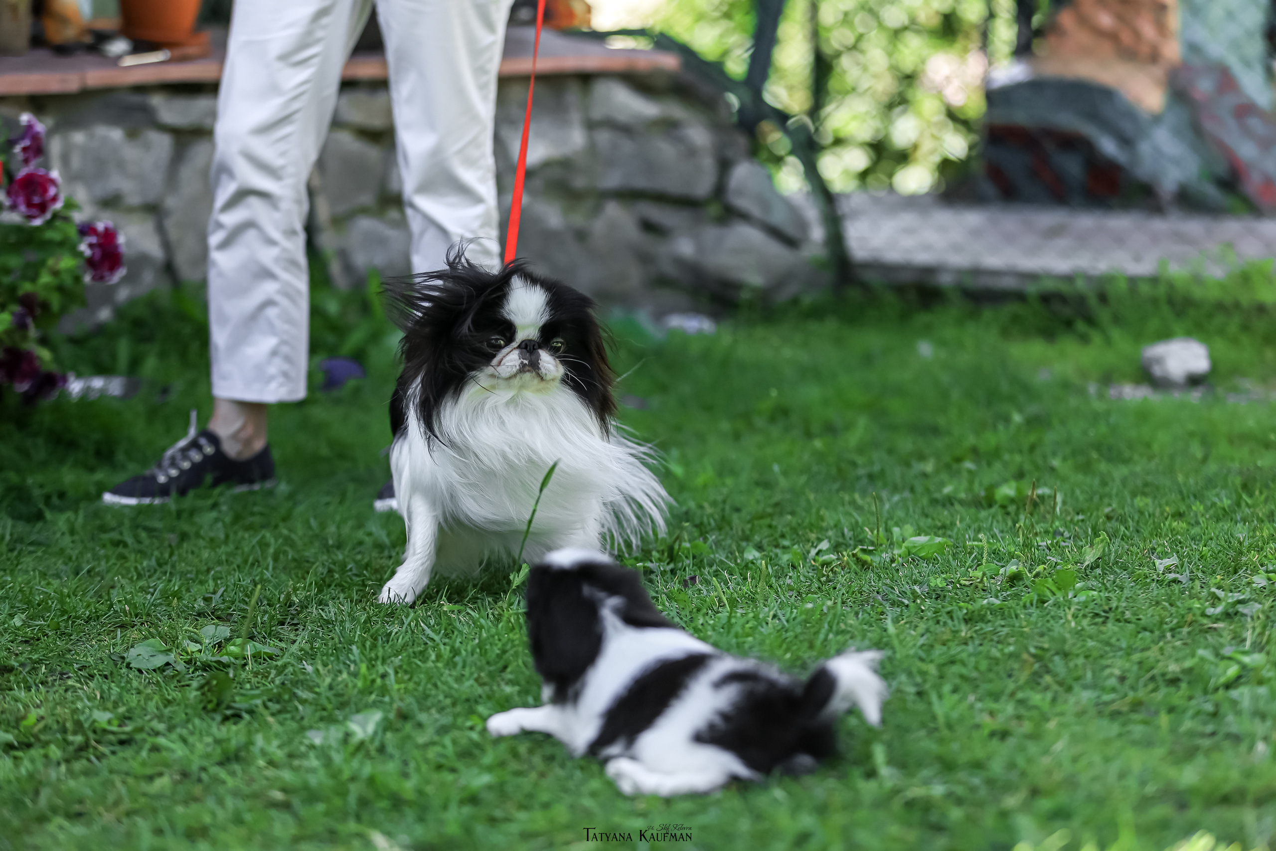 Японский хин, фотография японский хин, собака в цветах, красивая собака, фотограф анималист, фотокурс Анималистика, научиться фотографировать собак, фотограф Новосибирск