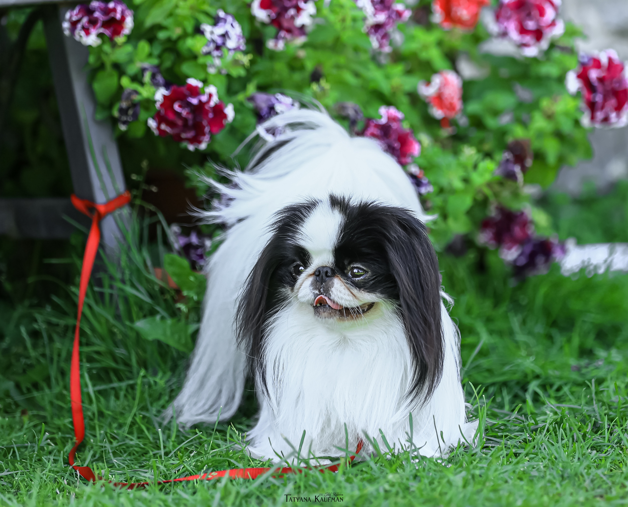 Японский хин, фотография японский хин, собака в цветах, красивая собака, фотограф анималист, фотокурс Анималистика, научиться фотографировать собак, фотограф Новосибирск