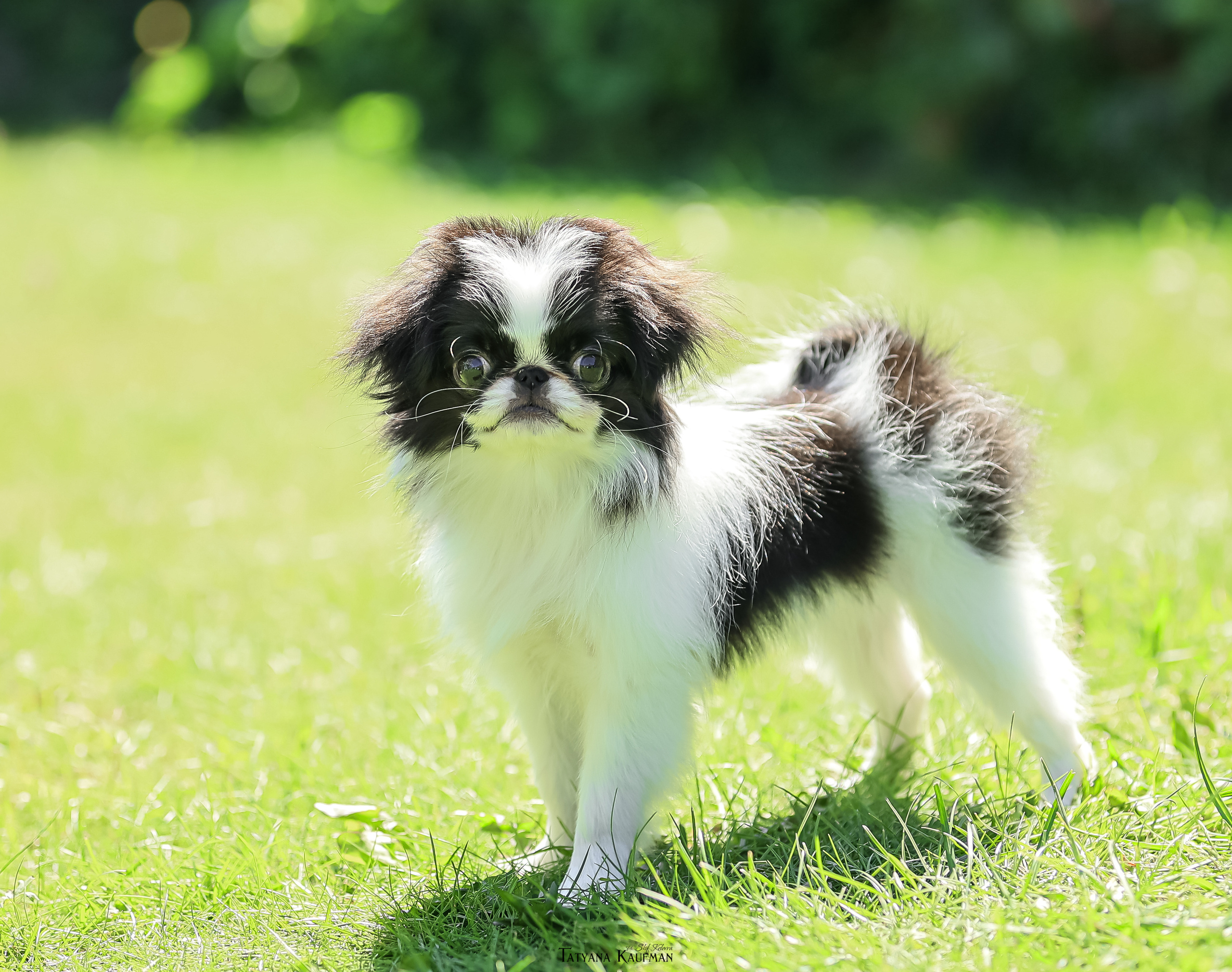 Японский хин, фотография японский хин, собака в цветах, красивая собака, фотограф анималист, фотокурс Анималистика, научиться фотографировать собак, фотограф Новосибирск