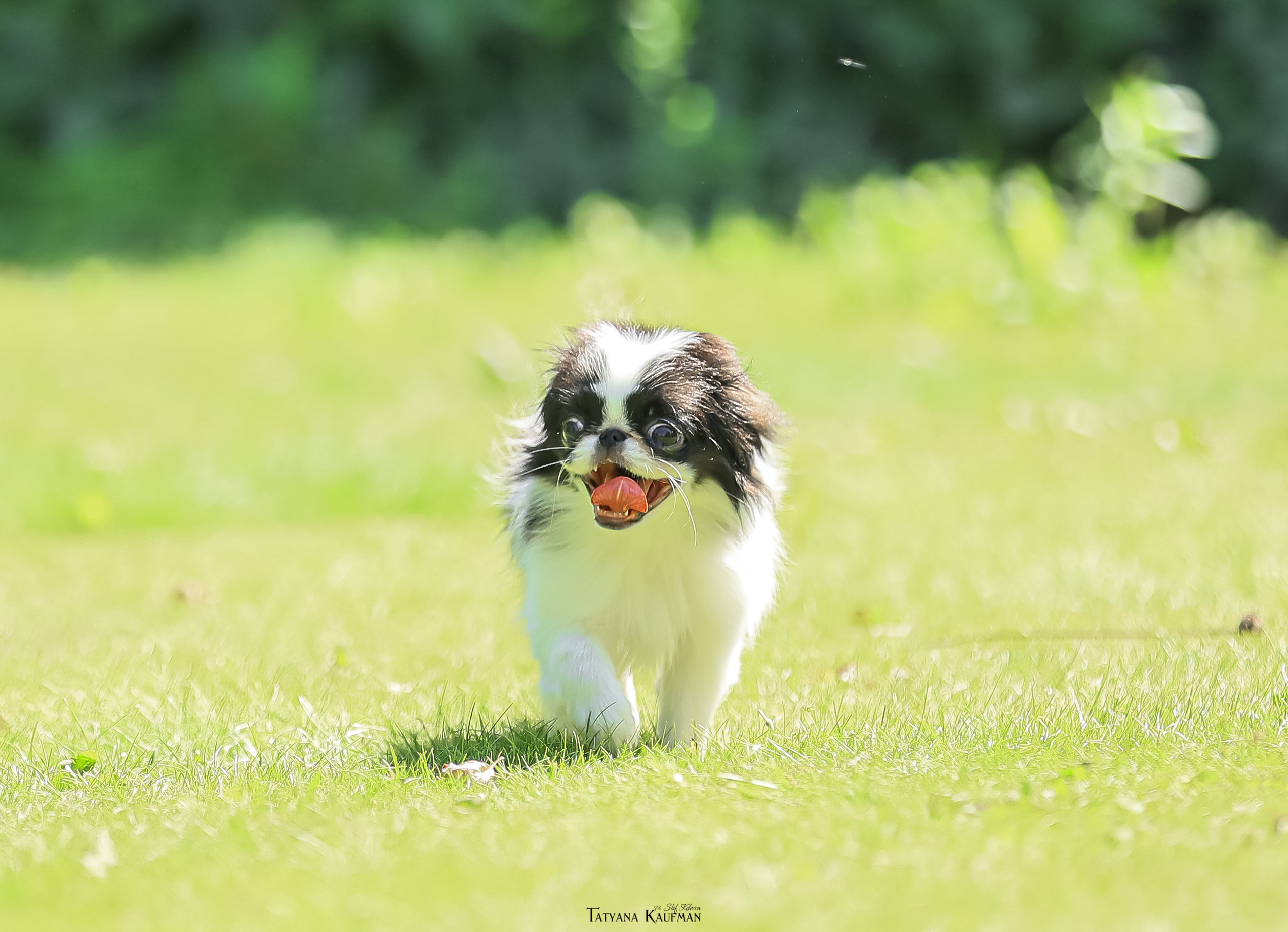Японский хин, фотография японский хин, собака в цветах, красивая собака, фотограф анималист, фотокурс Анималистика, научиться фотографировать собак, фотограф Новосибирск