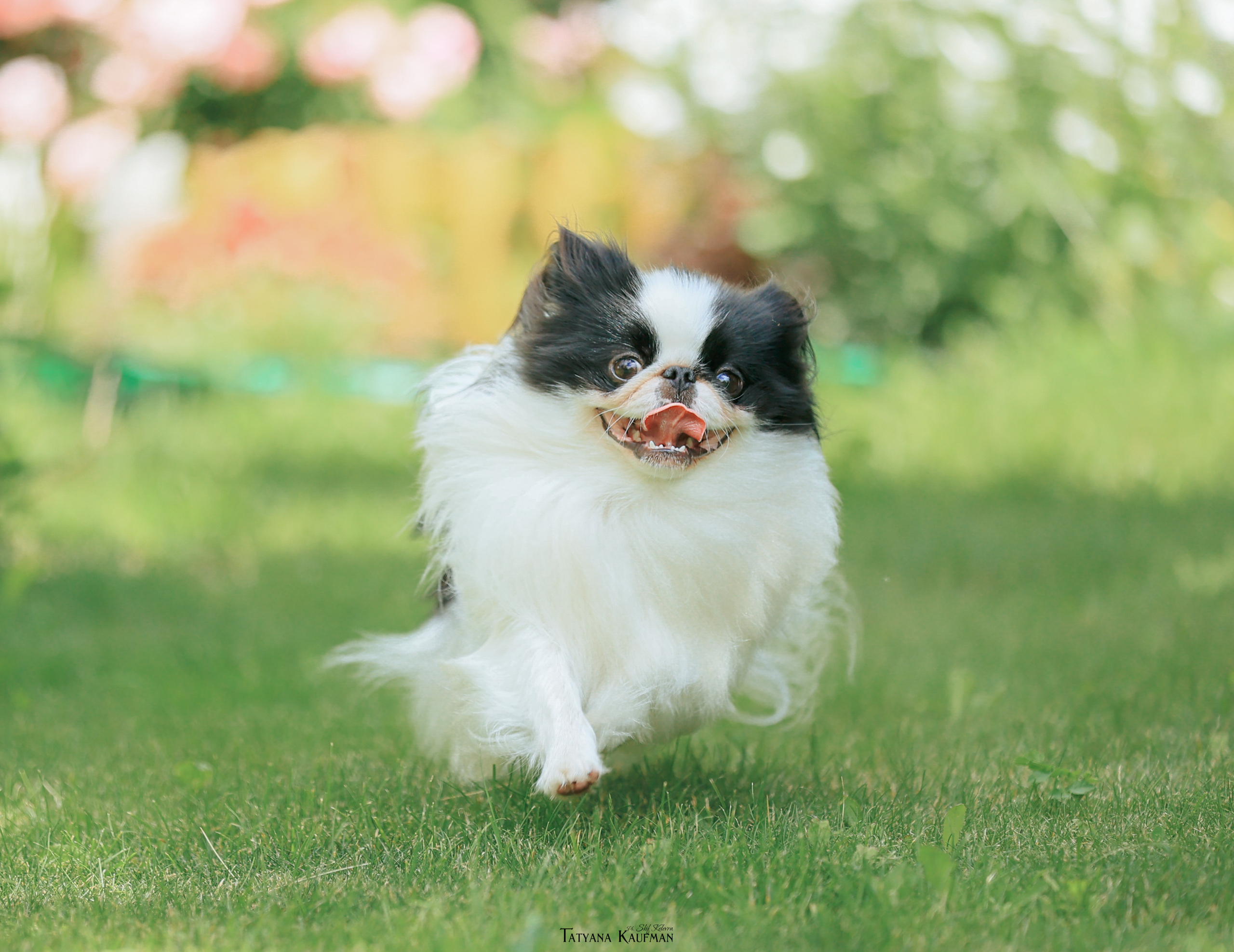 Фотосъемка японских хинов. Фотограф Анималист из Новосибирска Татьяна Кауфман