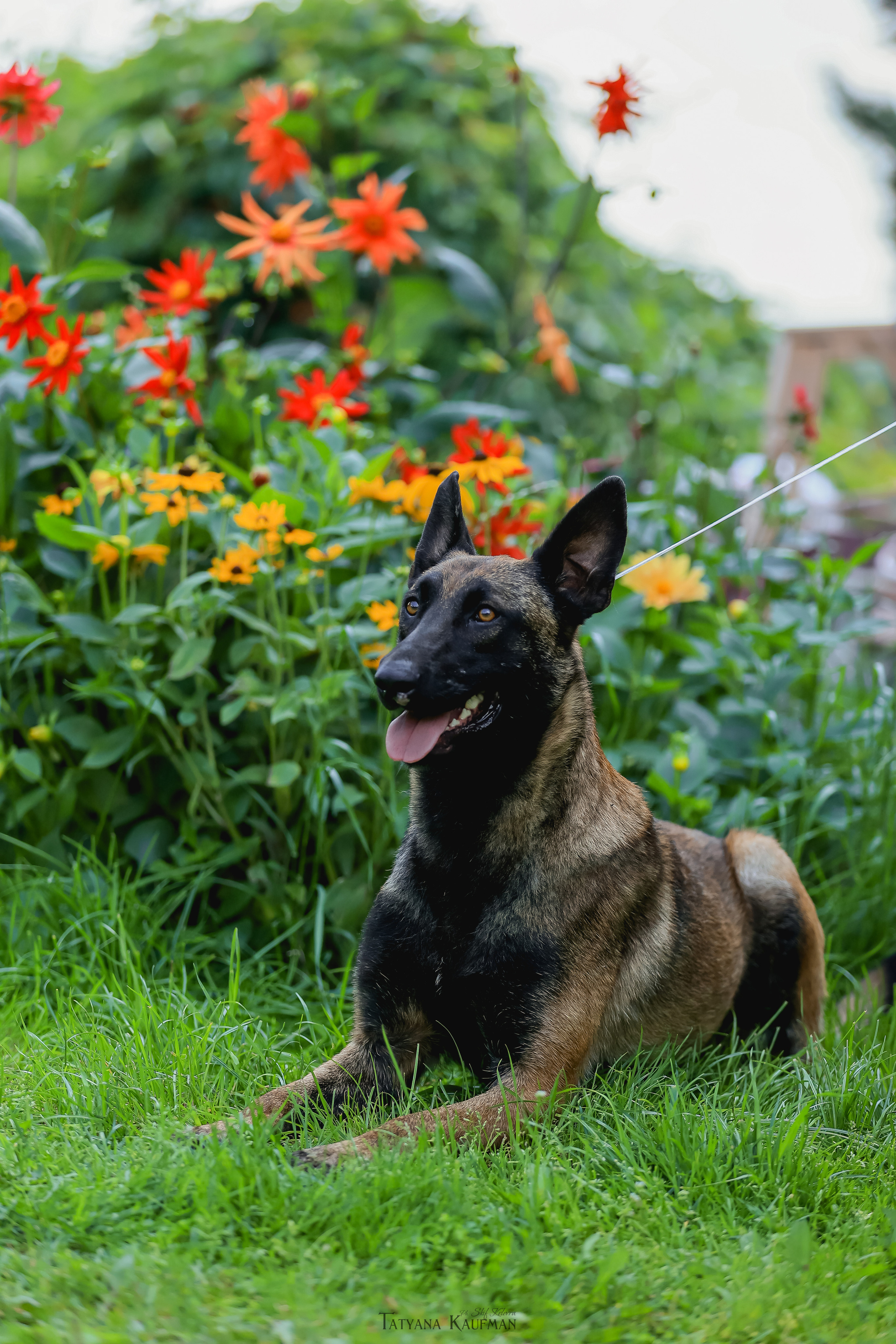 Фотосессия Малинуа. Фотограф Анималист из Новосибирска Татьяна Кауфман