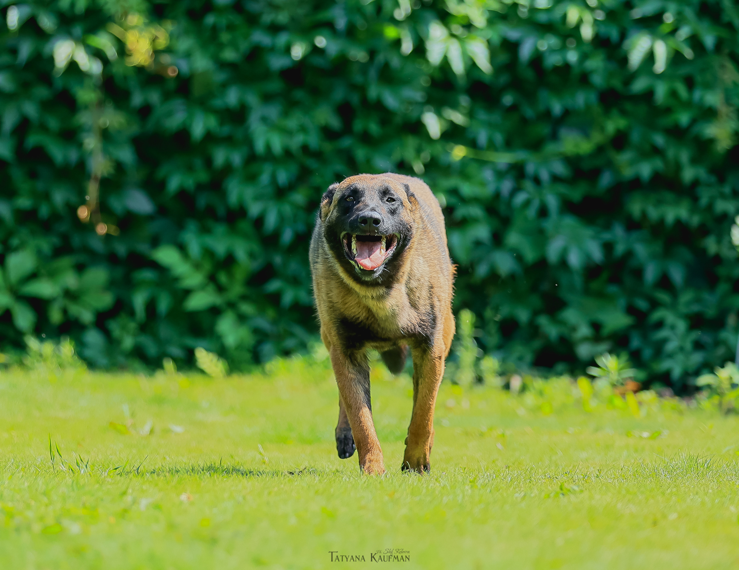 Фотосессия Малинуа. Фотограф Анималист из Новосибирска Татьяна Кауфман