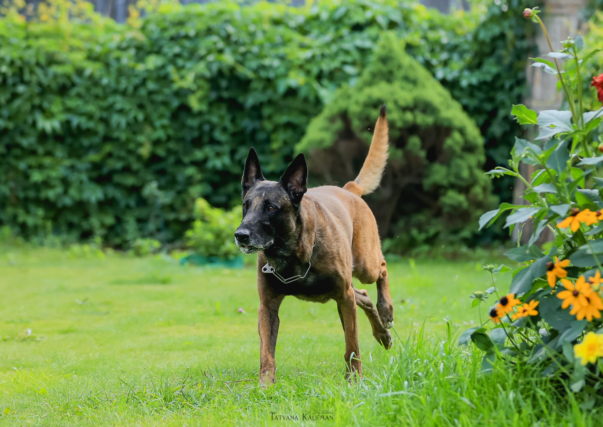 Фотосессия Малинуа. Фотограф Анималист из Новосибирска Татьяна Кауфман
