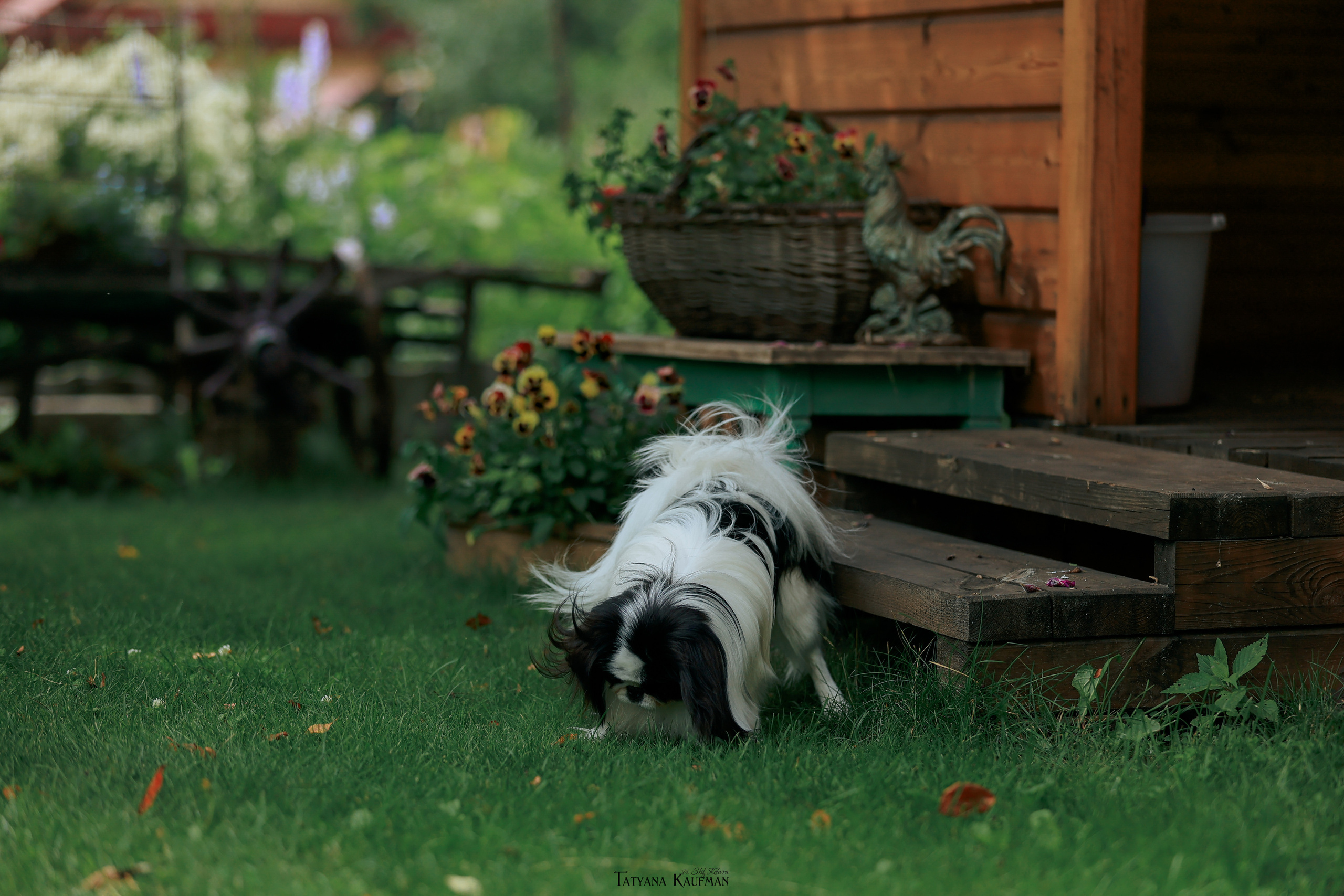 Фотосъемка японских хинов. Фотограф Анималист из Новосибирска Татьяна Кауфман