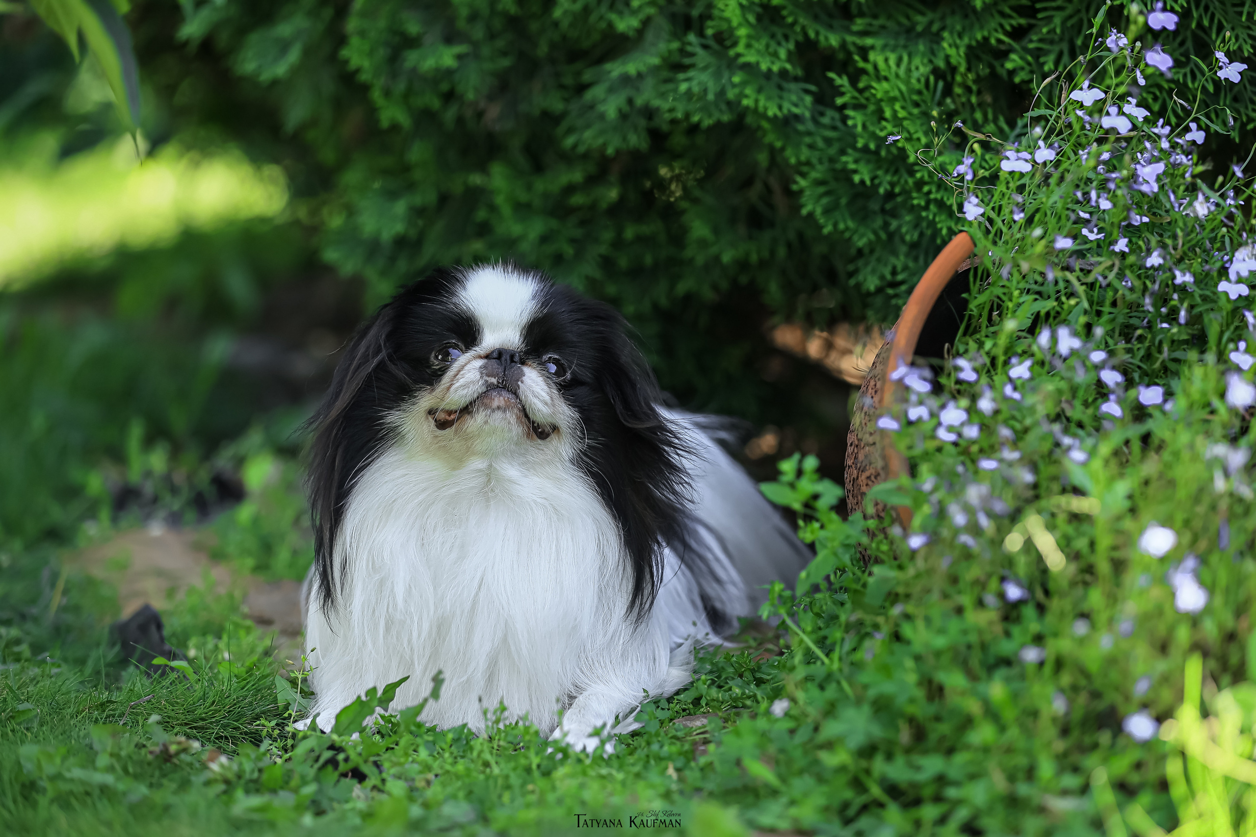 Японский хин, фотография японский хин, собака в цветах, красивая собака, фотограф анималист, фотокурс Анималистика, научиться фотографировать собак, фотограф Новосибирск