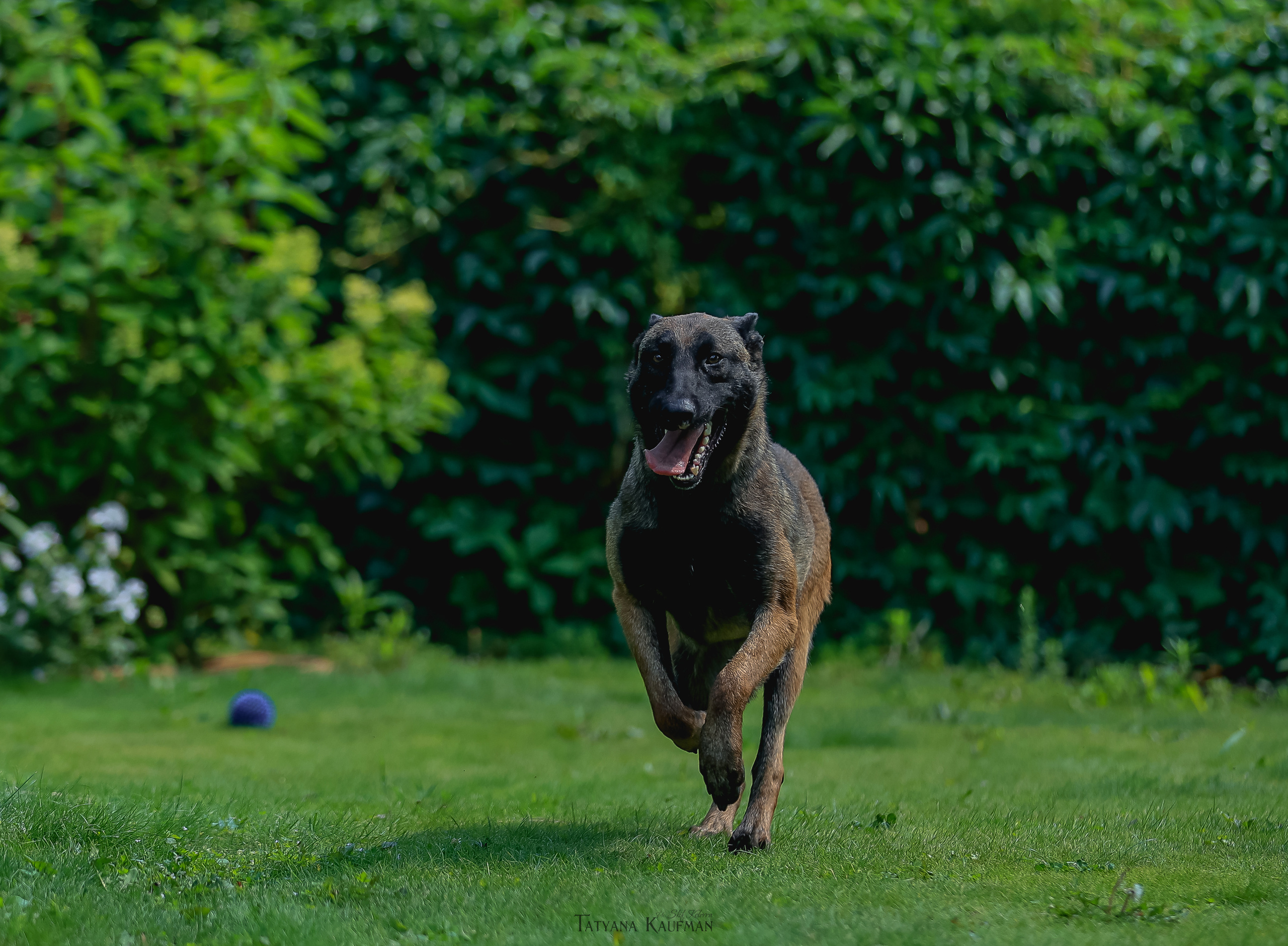 Фотосессия Малинуа. Фотограф Анималист из Новосибирска Татьяна Кауфман