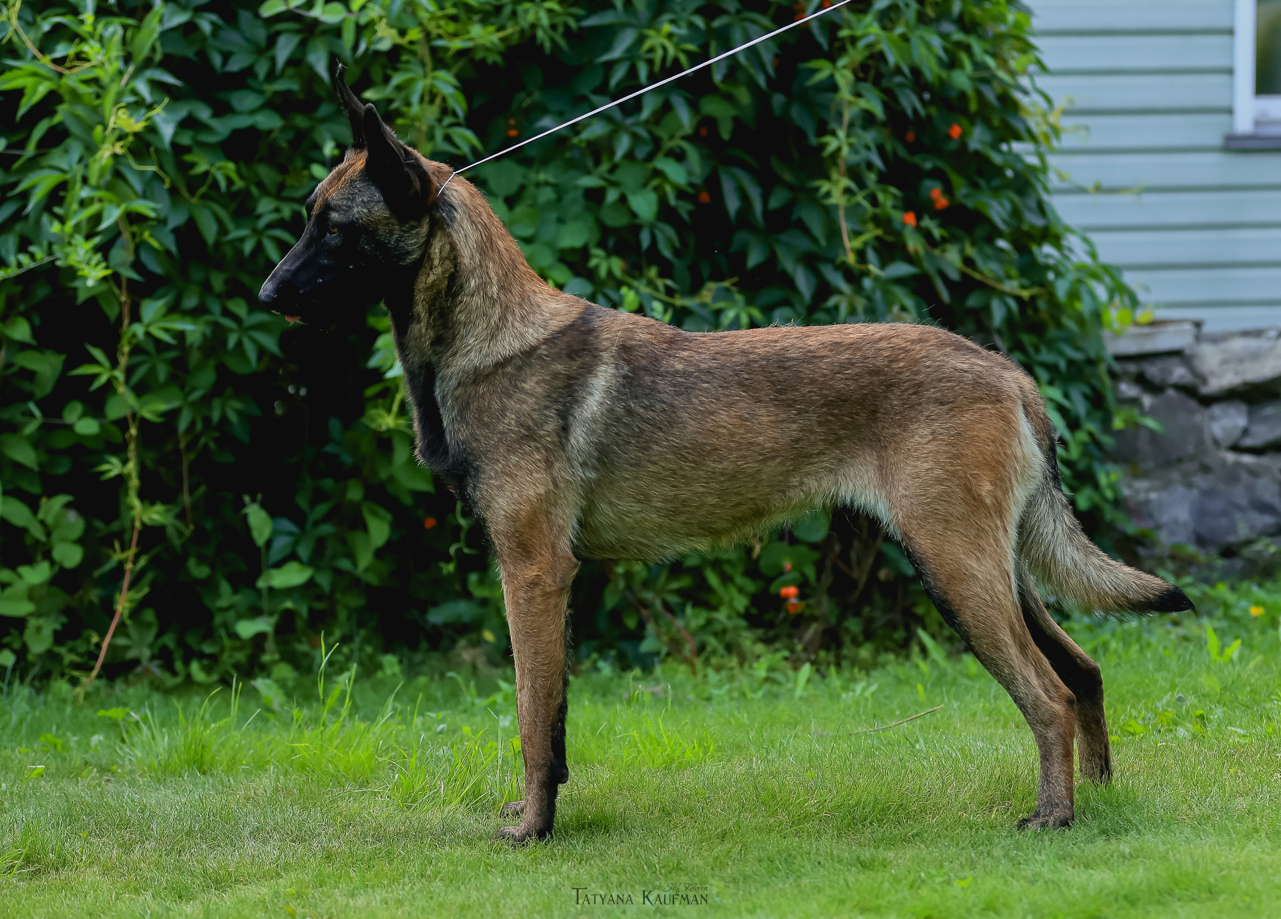 Фотосессия Малинуа. Фотограф Анималист из Новосибирска Татьяна Кауфман