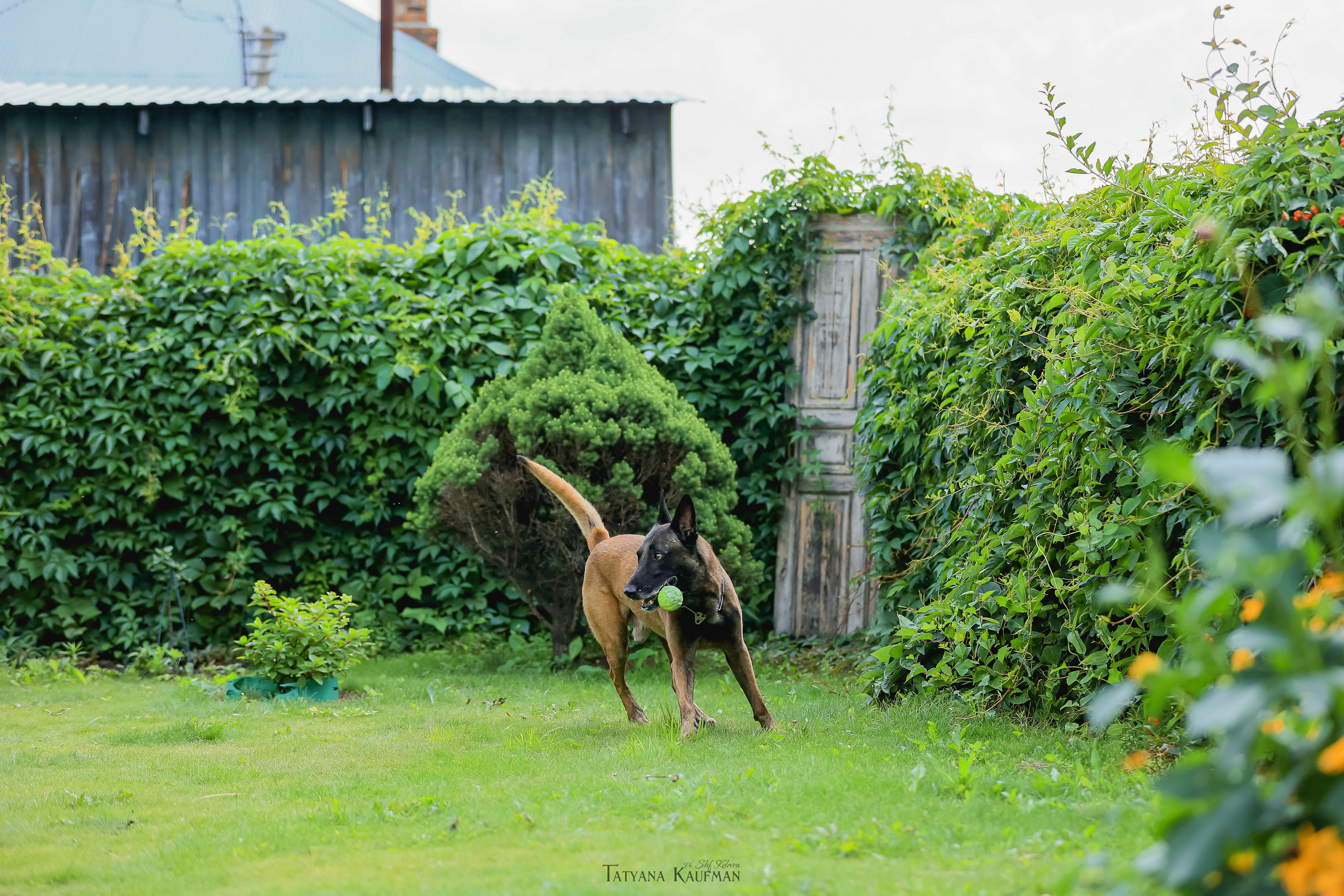 Фотосессия Малинуа. Фотограф Анималист из Новосибирска Татьяна Кауфман