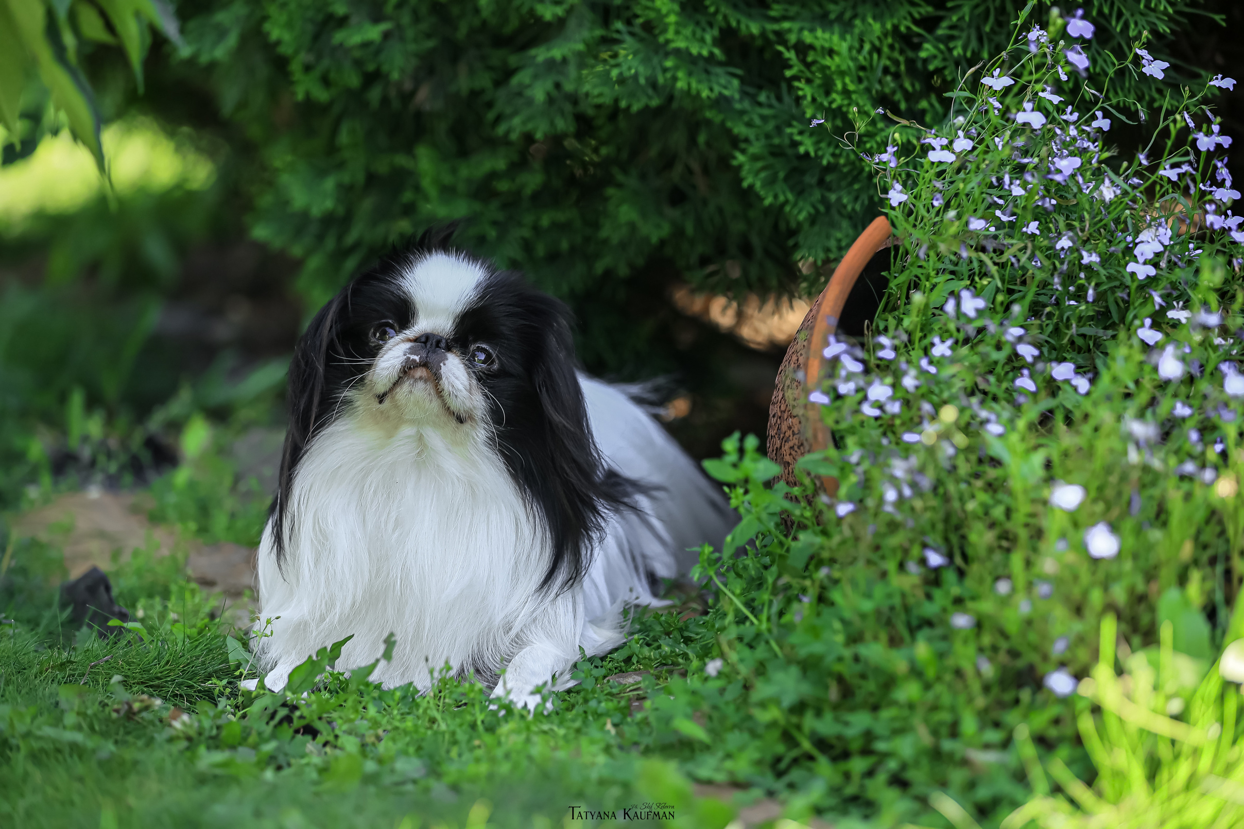 Японский хин, фотография японский хин, собака в цветах, красивая собака, фотограф анималист, фотокурс Анималистика, научиться фотографировать собак, фотограф Новосибирск