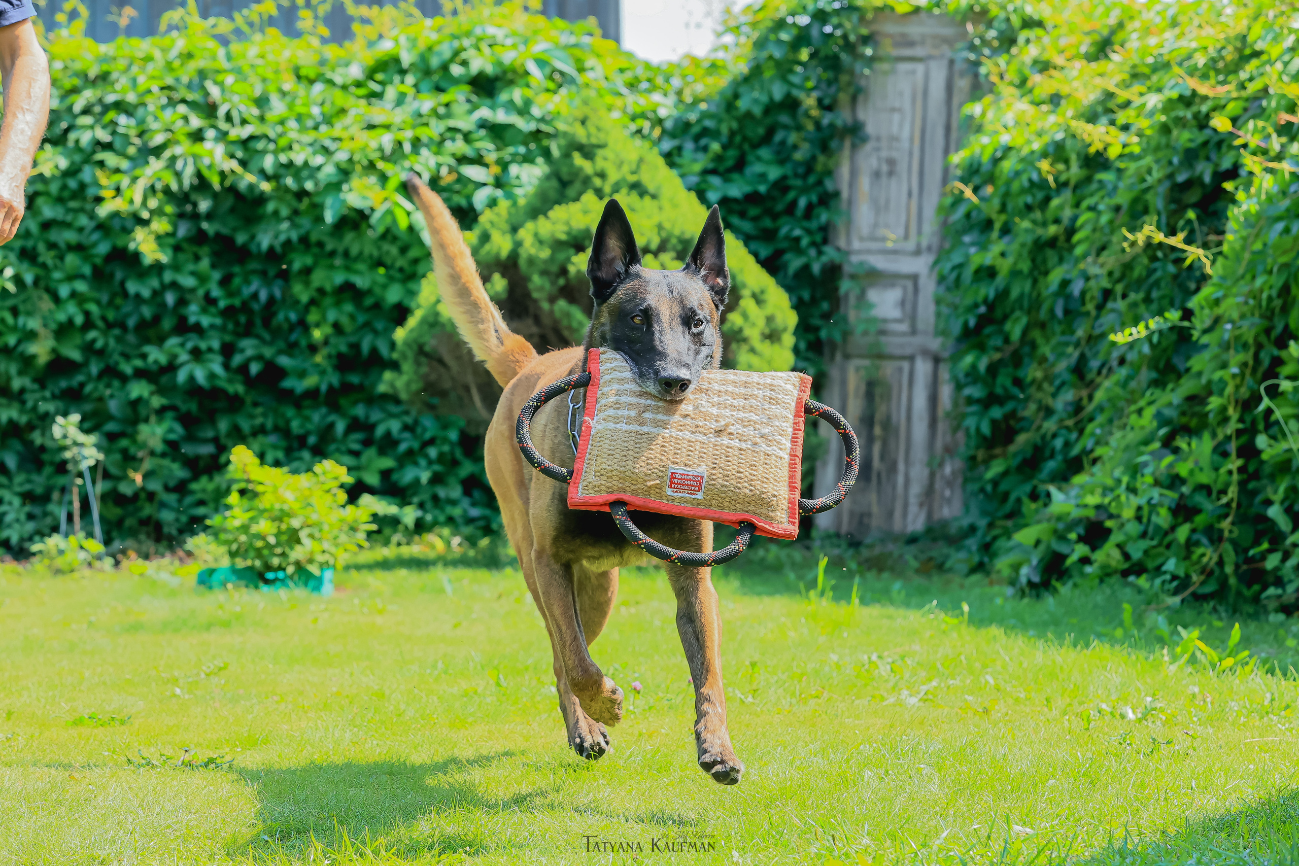 Фотосессия Малинуа. Фотограф Анималист из Новосибирска Татьяна Кауфман