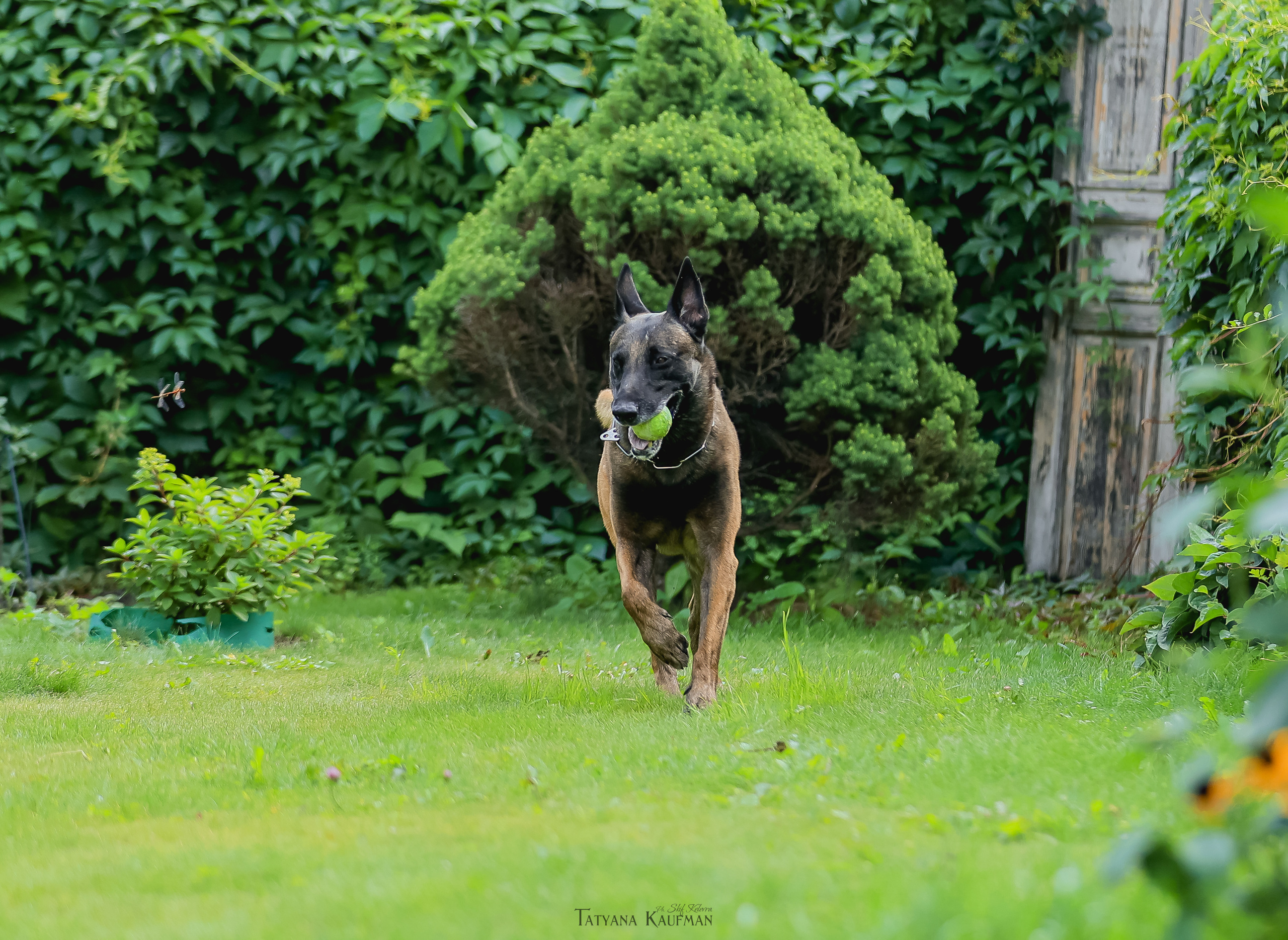 Фотосессия Малинуа. Фотограф Анималист из Новосибирска Татьяна Кауфман