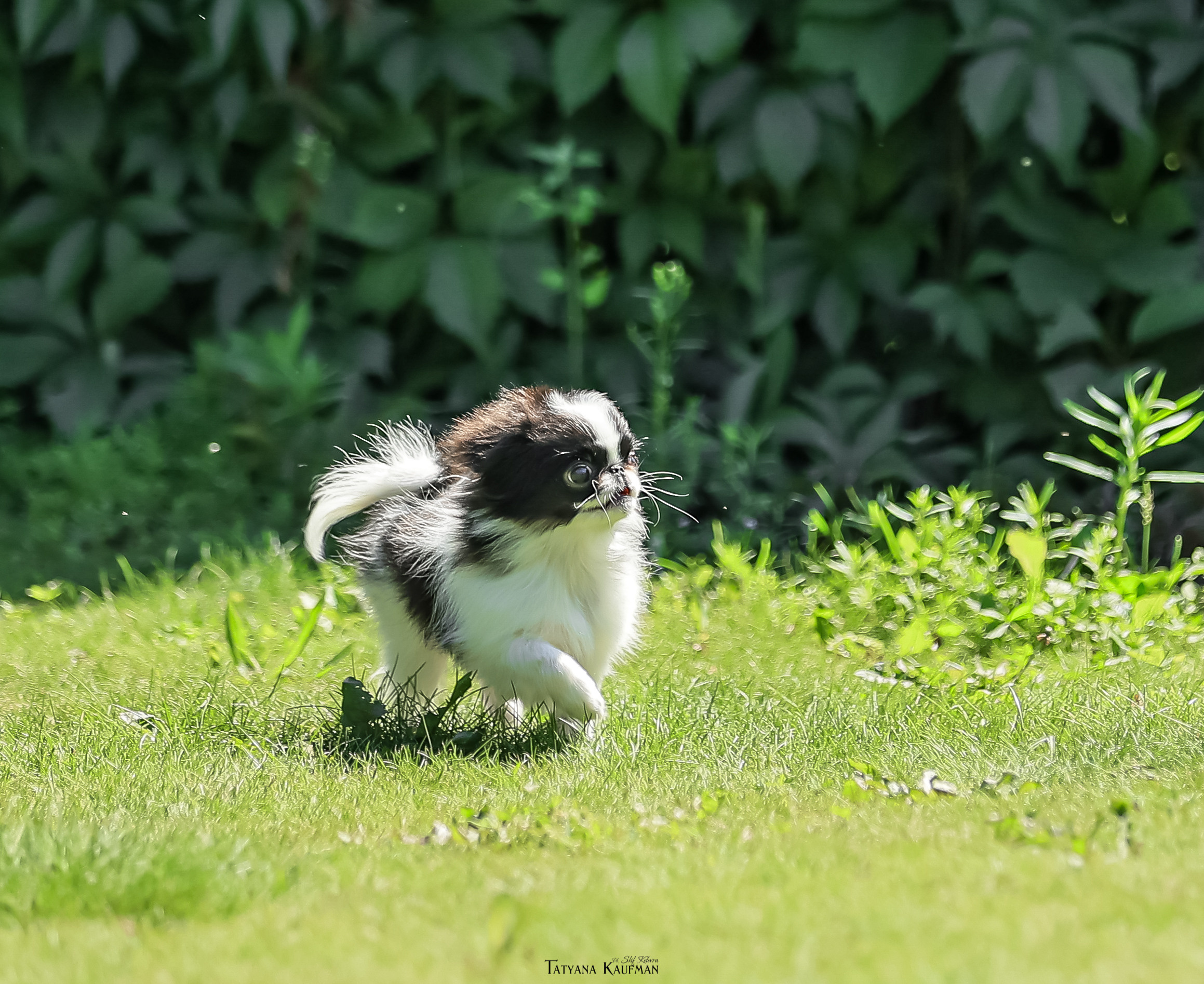 Японский хин, фотография японский хин, собака в цветах, красивая собака, фотограф анималист, фотокурс Анималистика, научиться фотографировать собак, фотограф Новосибирск