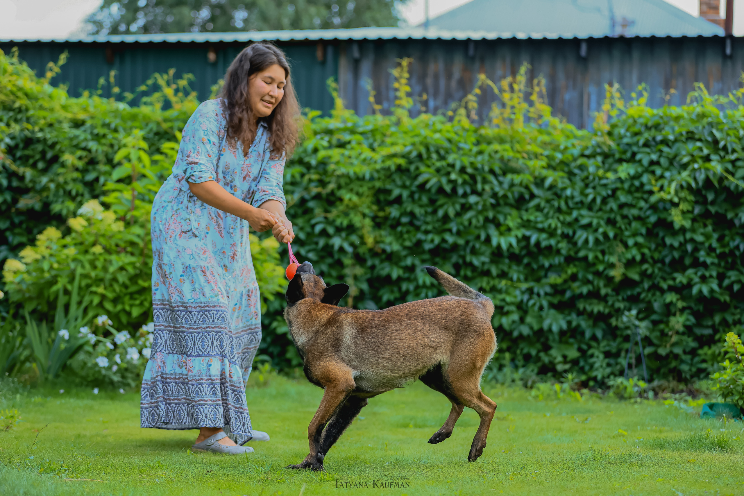 Фотосессия Малинуа. Фотограф Анималист из Новосибирска Татьяна Кауфман
