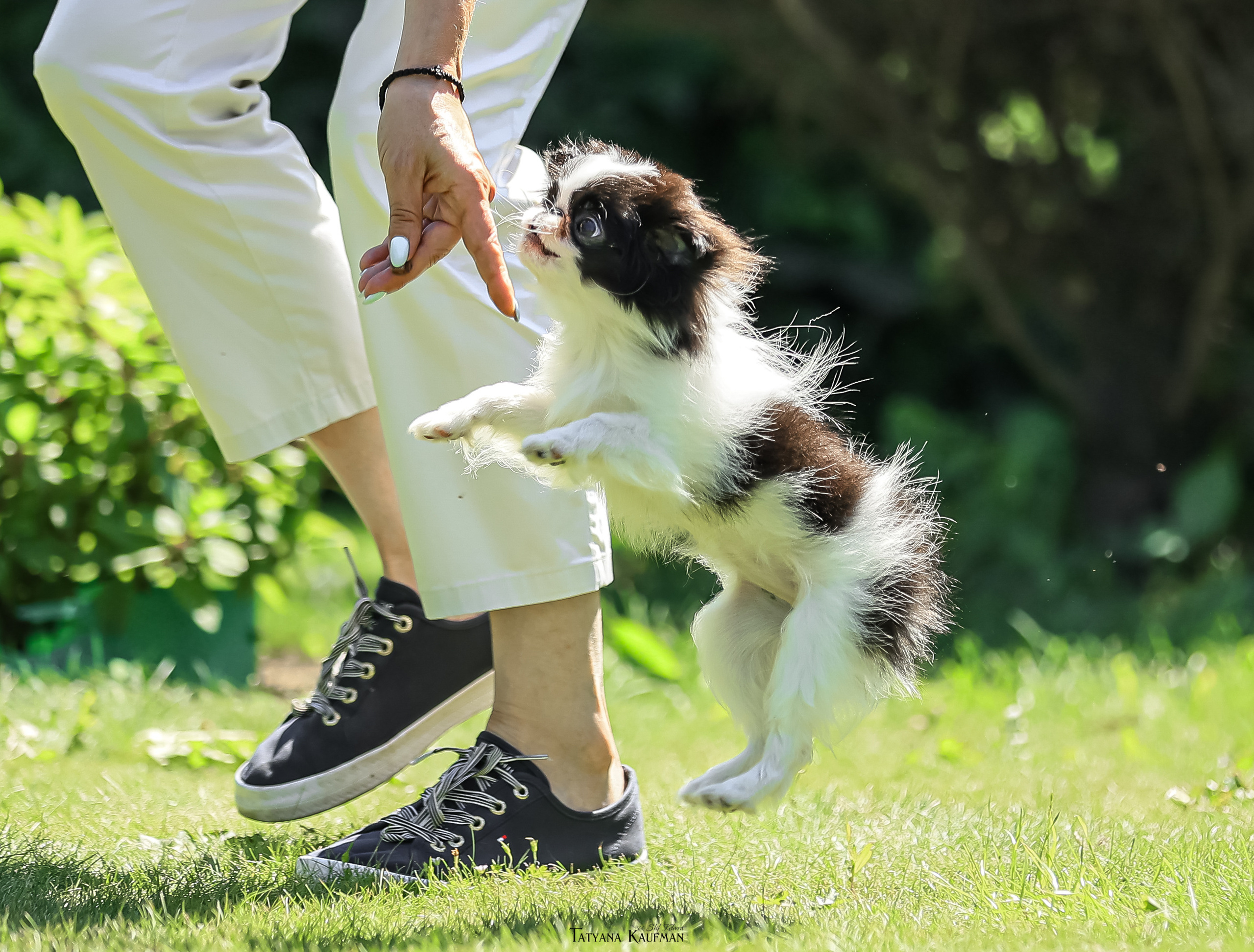 Японский хин, фотография японский хин, собака в цветах, красивая собака, фотограф анималист, фотокурс Анималистика, научиться фотографировать собак, фотограф Новосибирск