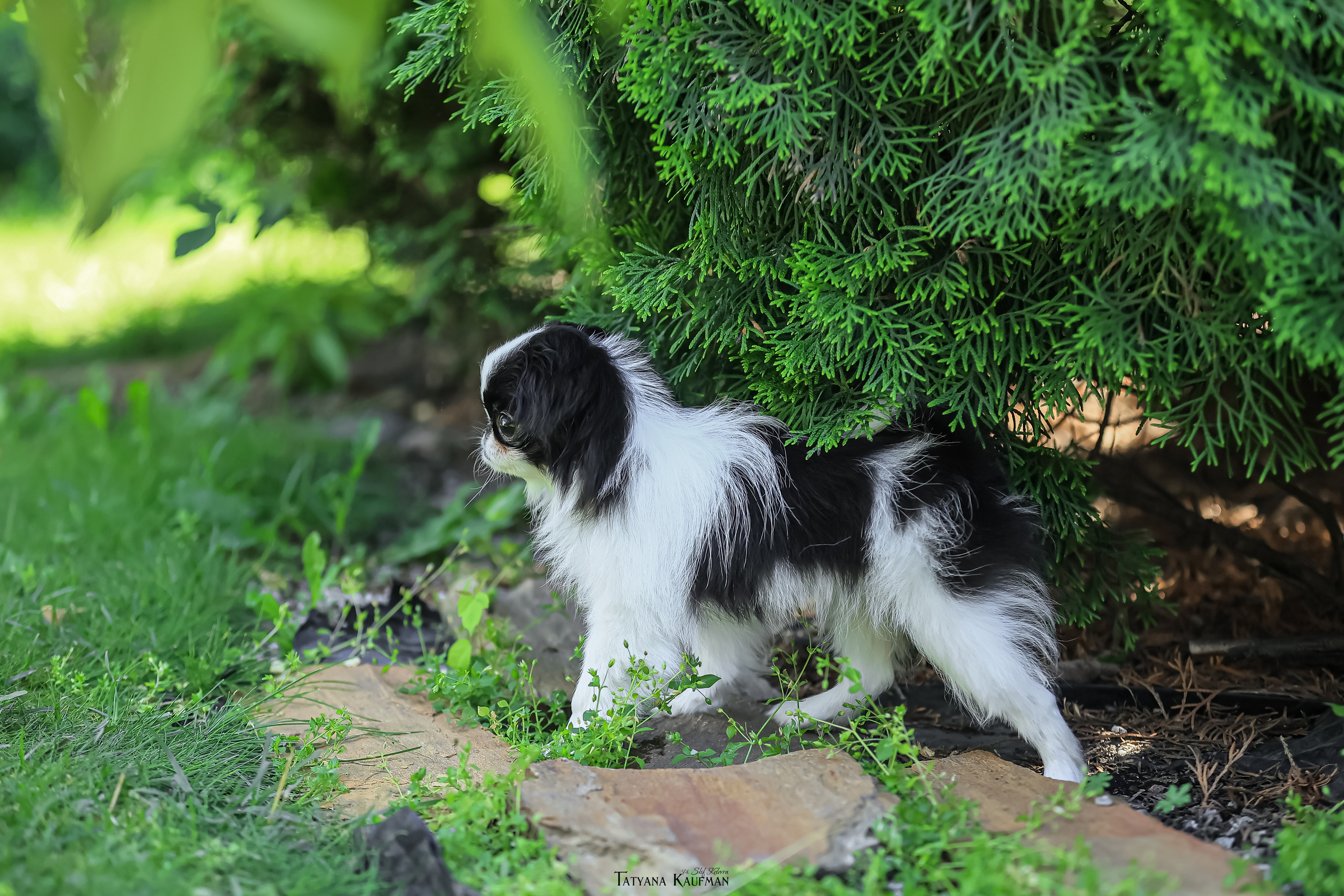 Японский хин, фотография японский хин, собака в цветах, красивая собака, фотограф анималист, фотокурс Анималистика, научиться фотографировать собак, фотограф Новосибирск