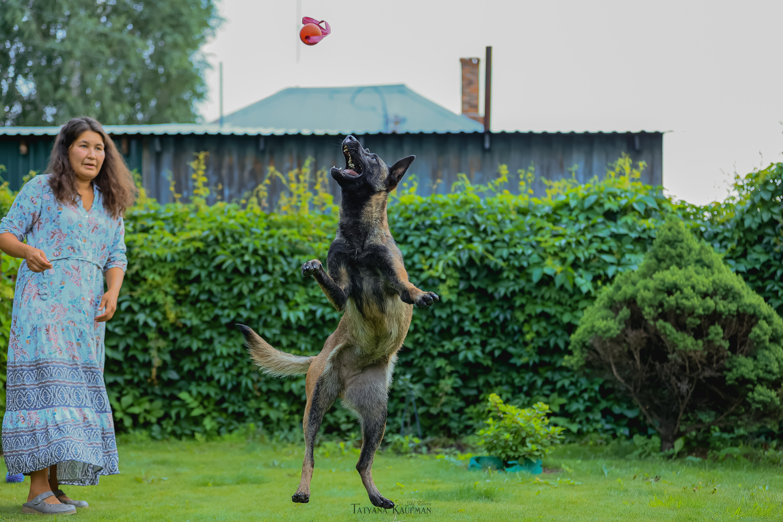 Фотосессия Малинуа. Фотограф Анималист из Новосибирска Татьяна Кауфман